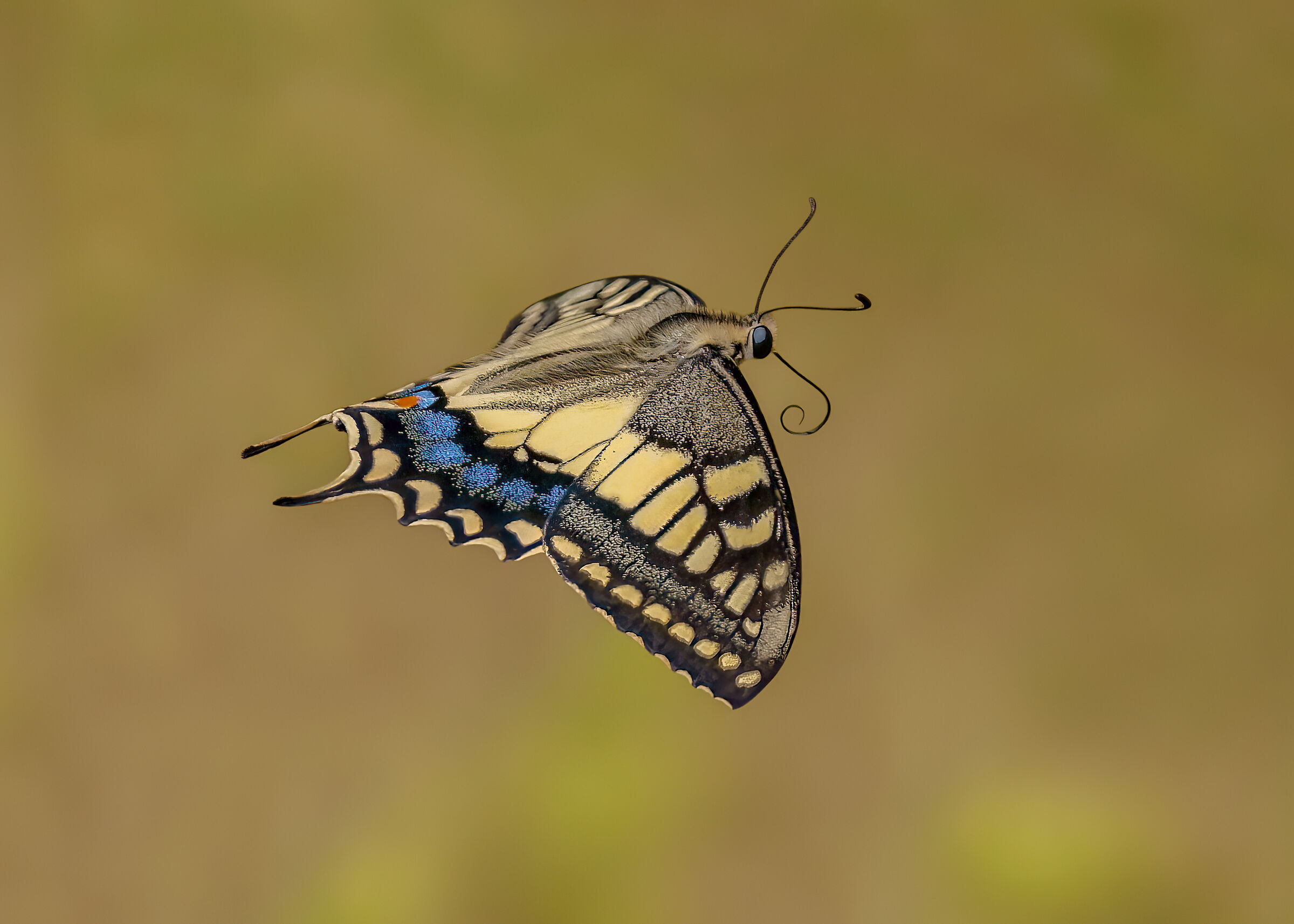 Macaone in volo