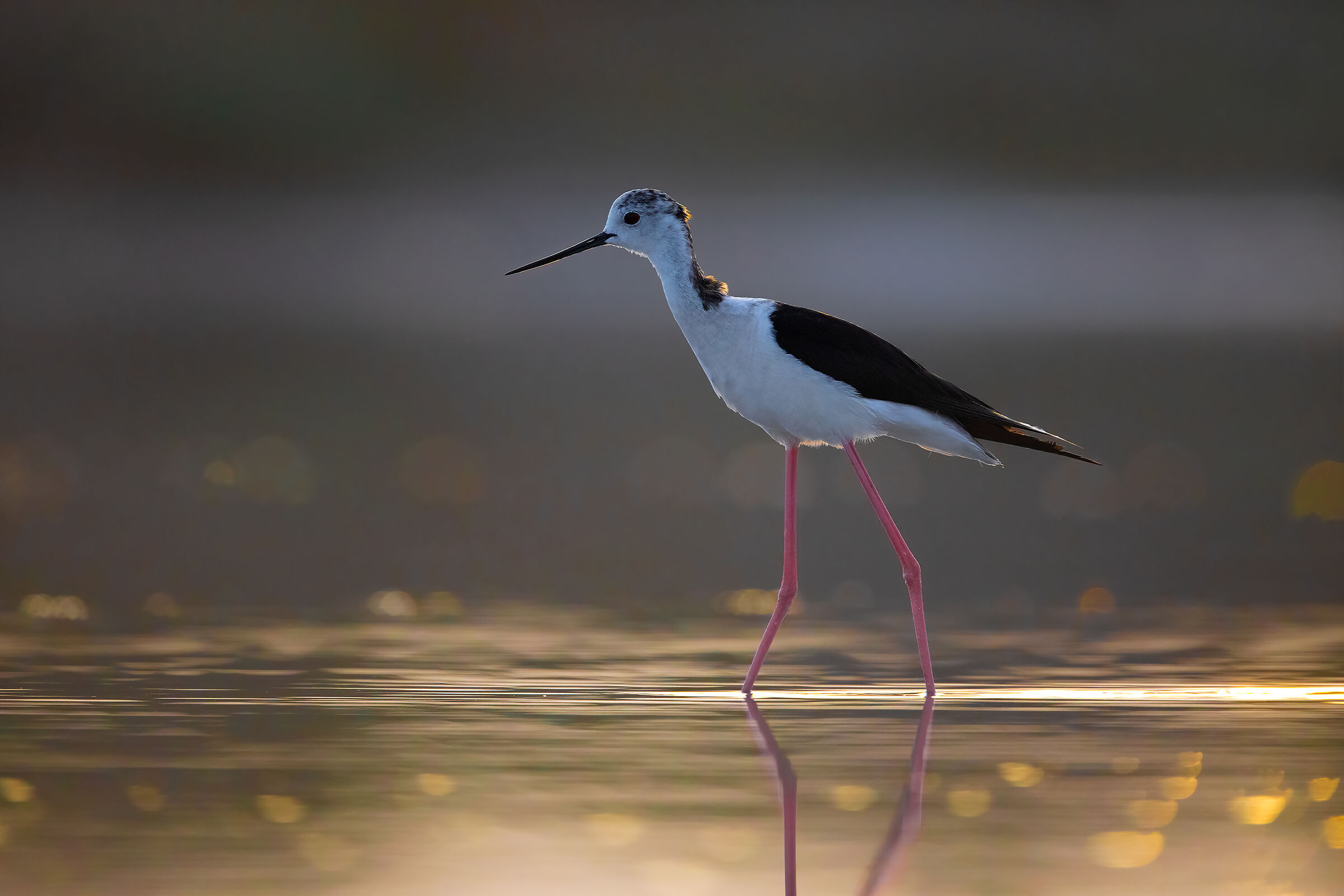 Controluce mattutino