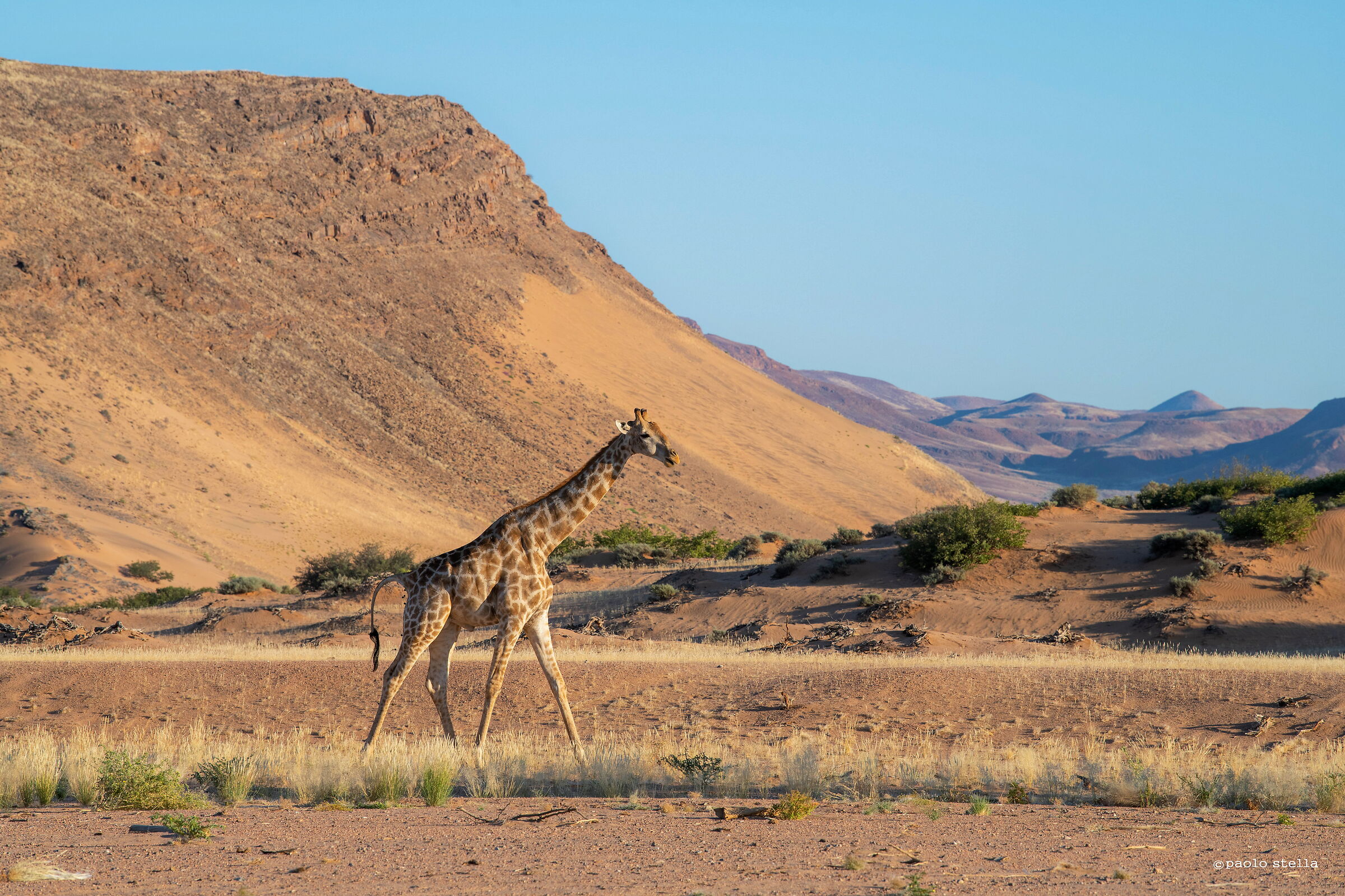 giraffa nel deserto