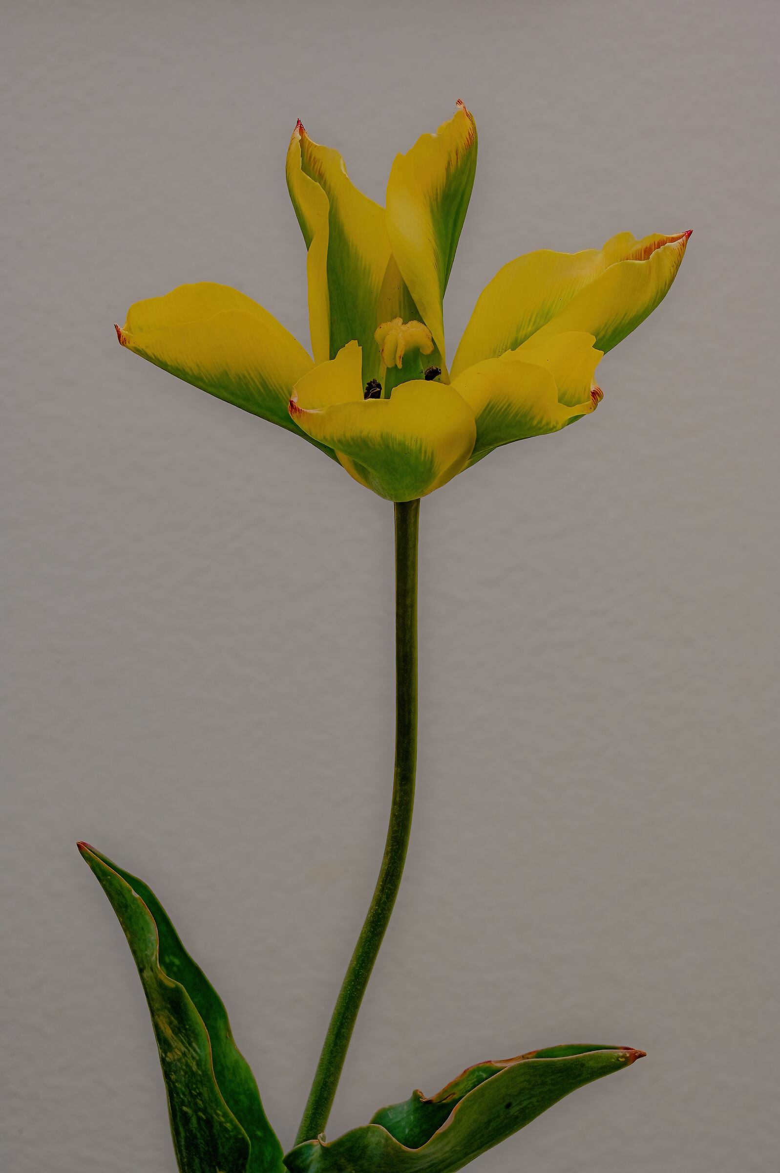 Yellow Spring Green