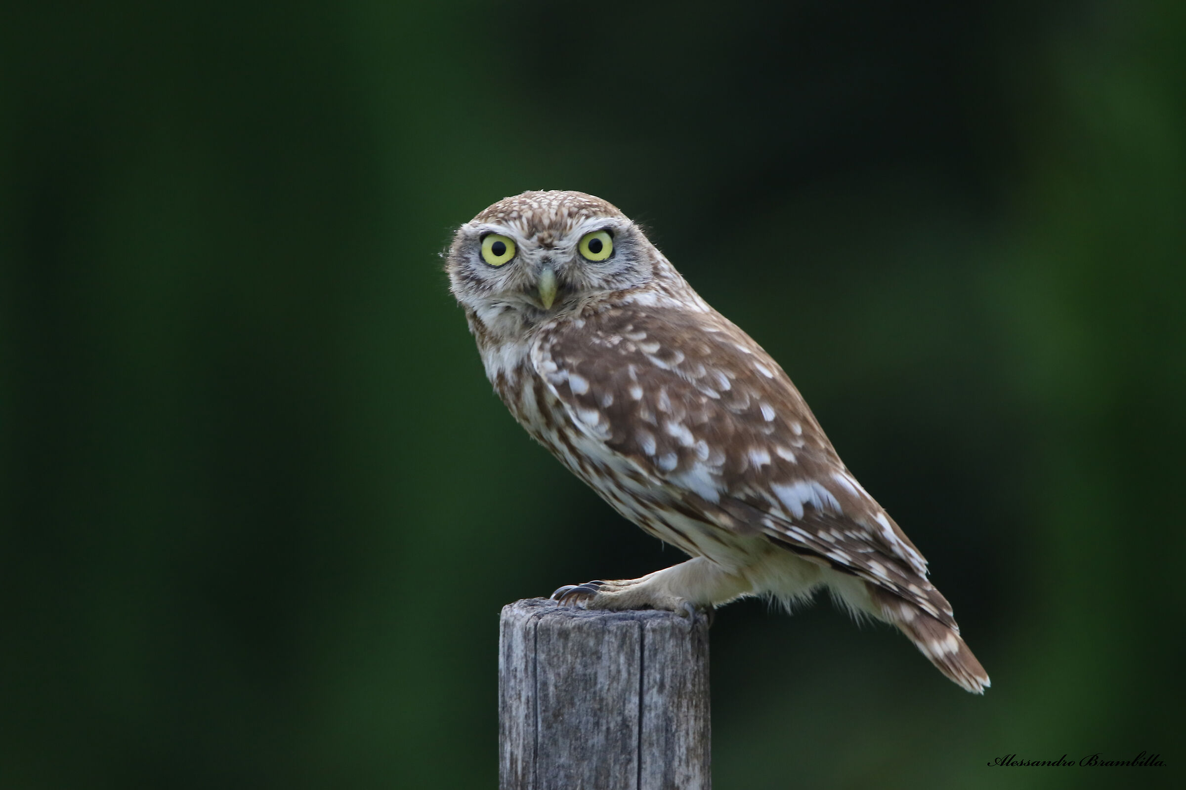 Owl