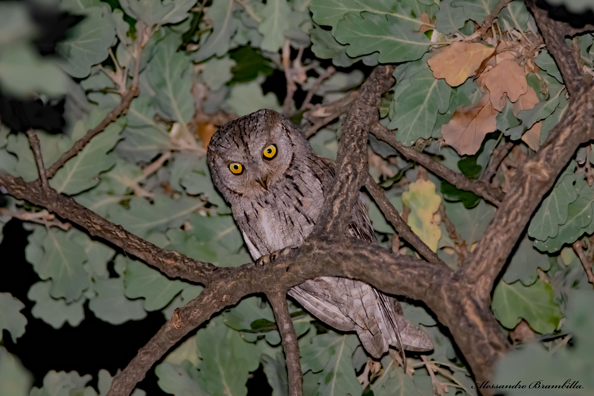 Scops owl