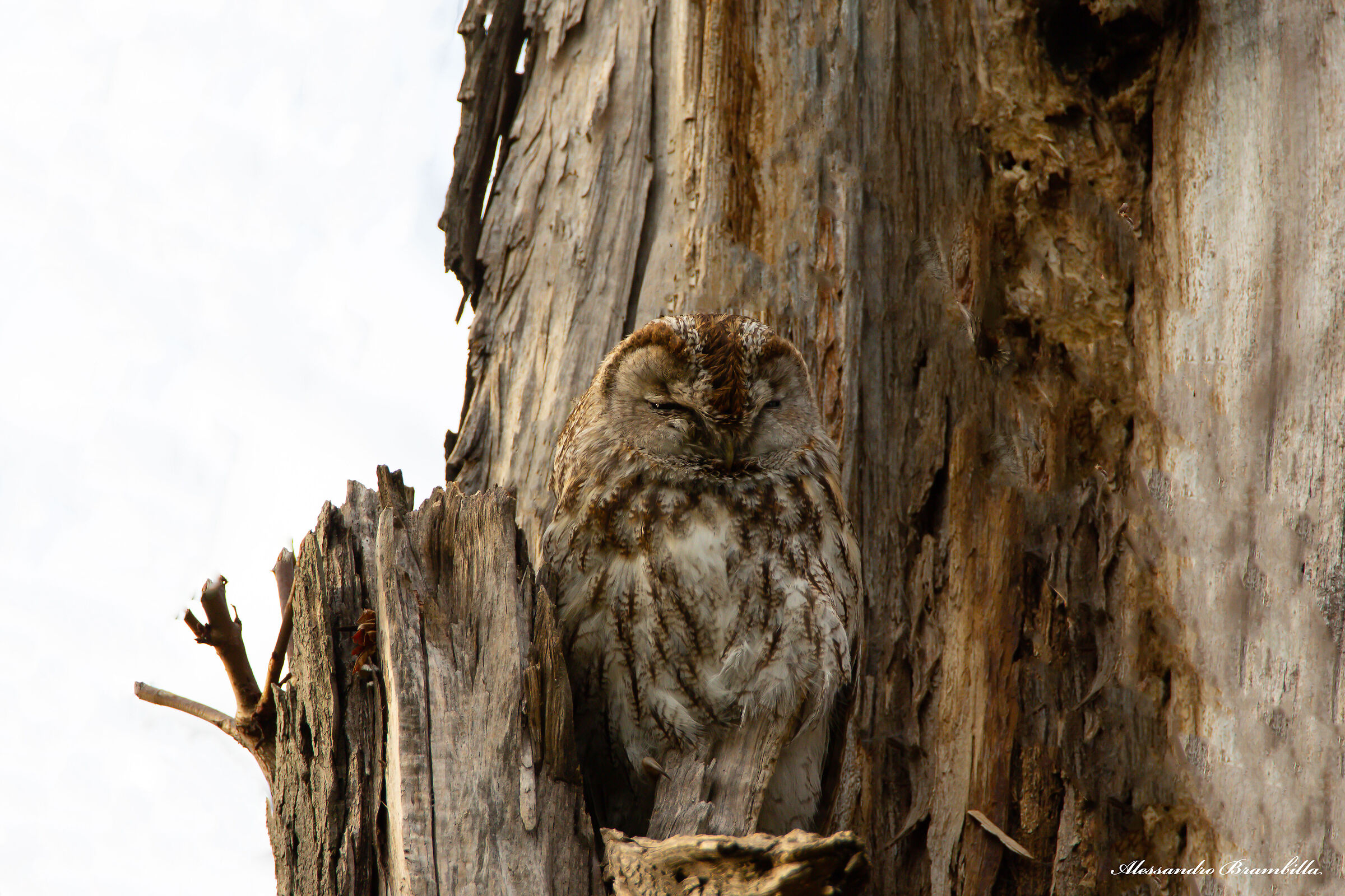 Fool