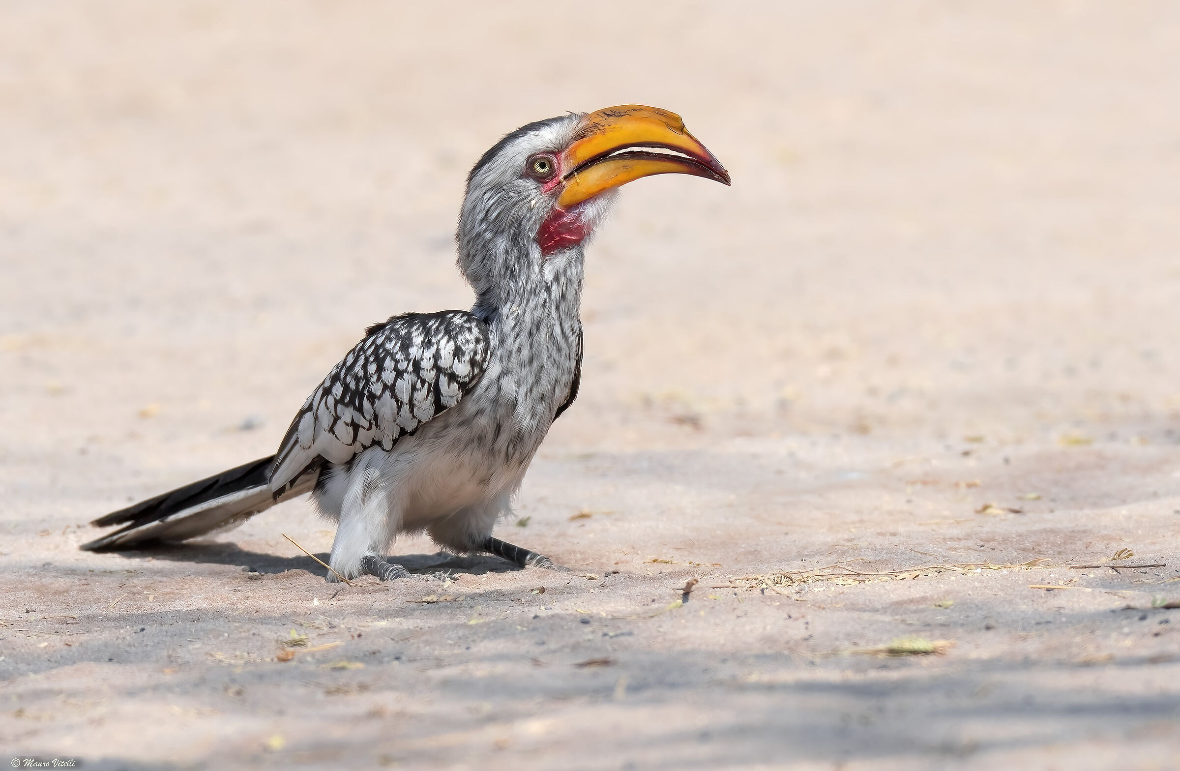 Bucerotto yellow-billed (Kalahari desert)