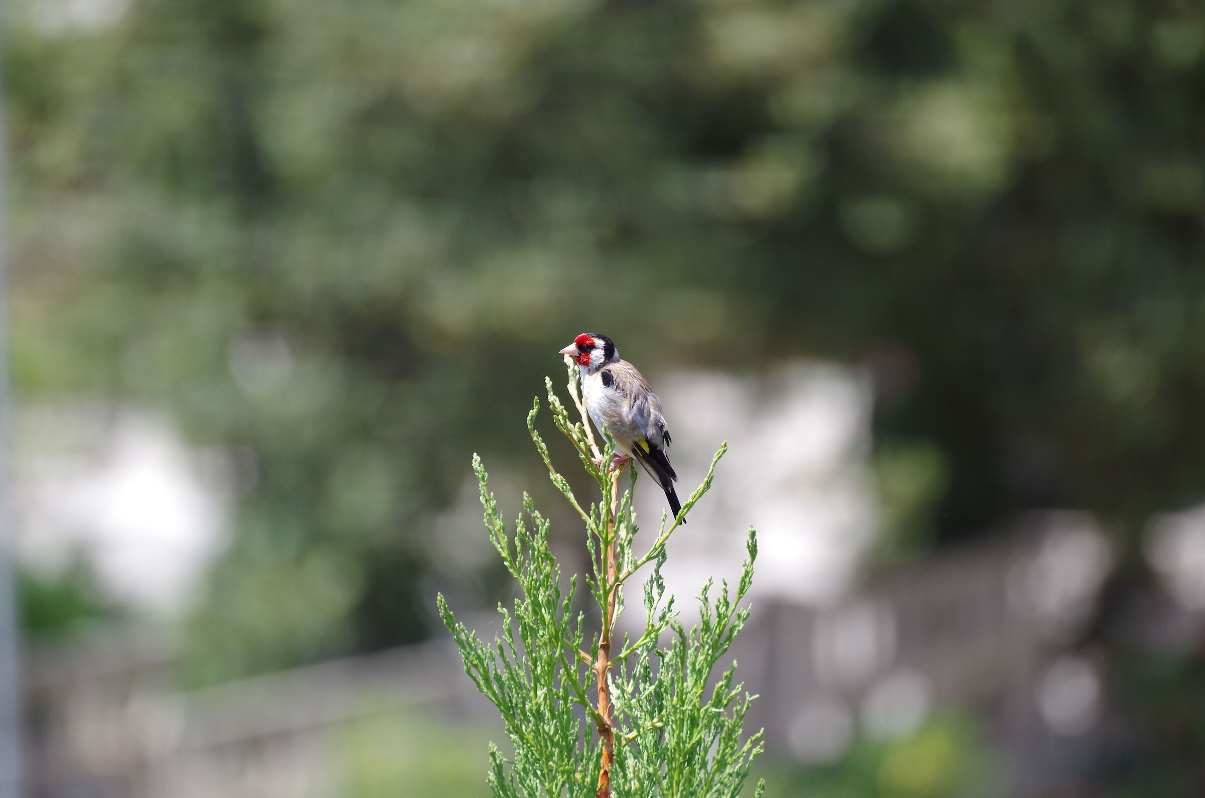 Bird of which I do not know the species A