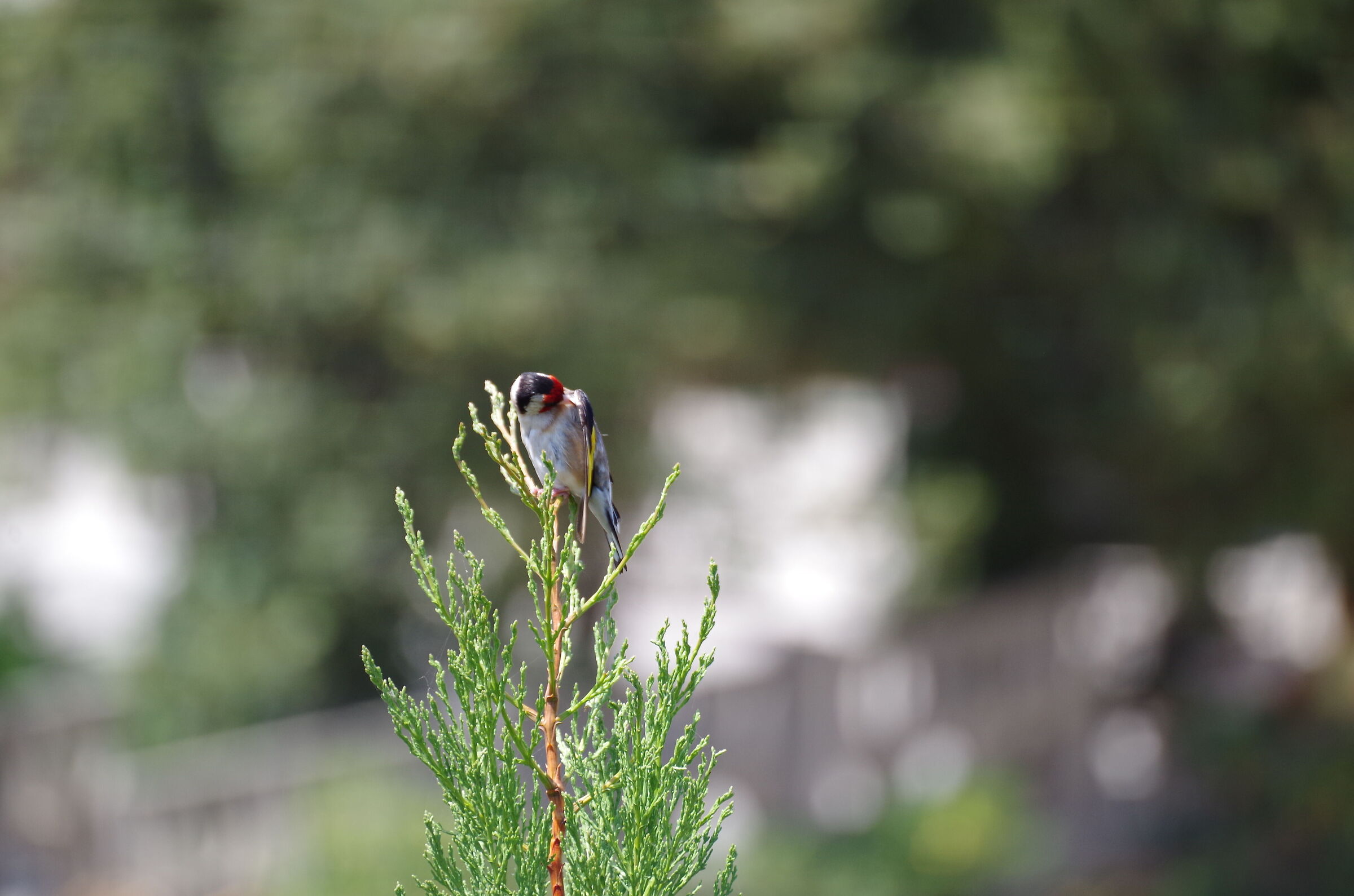 Bird of which I do not know the species B