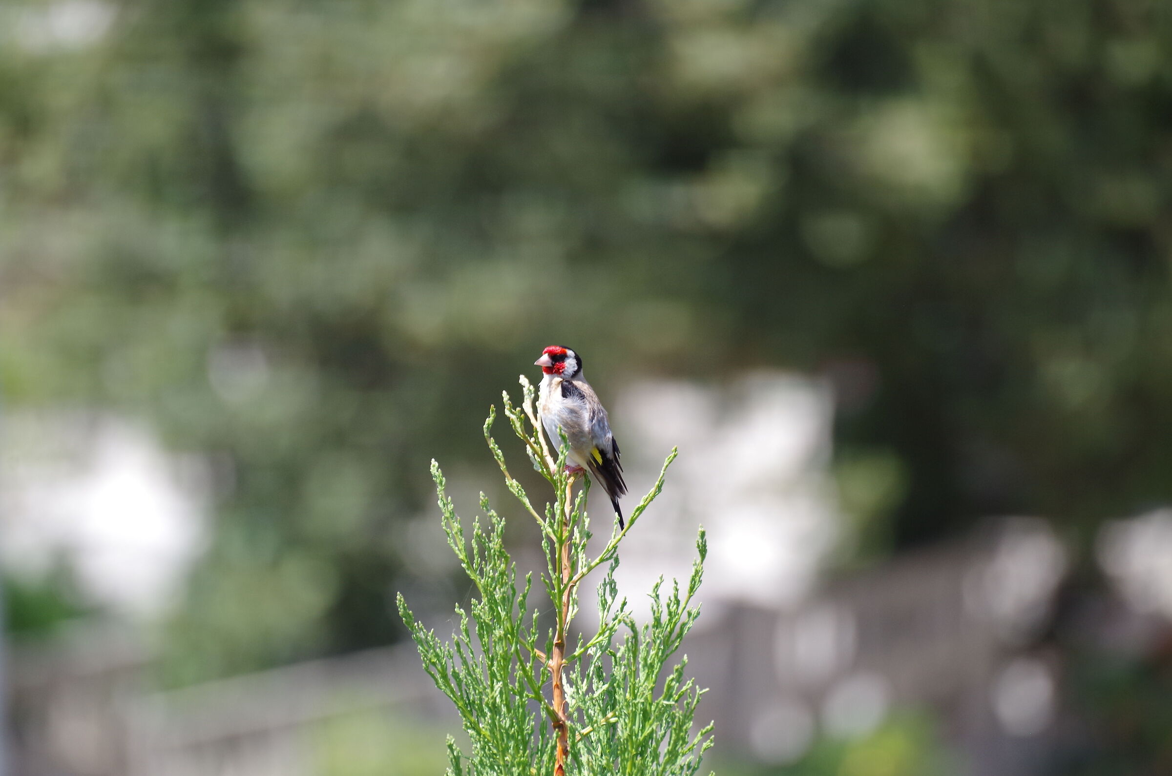 Bird of which I do not know the species C