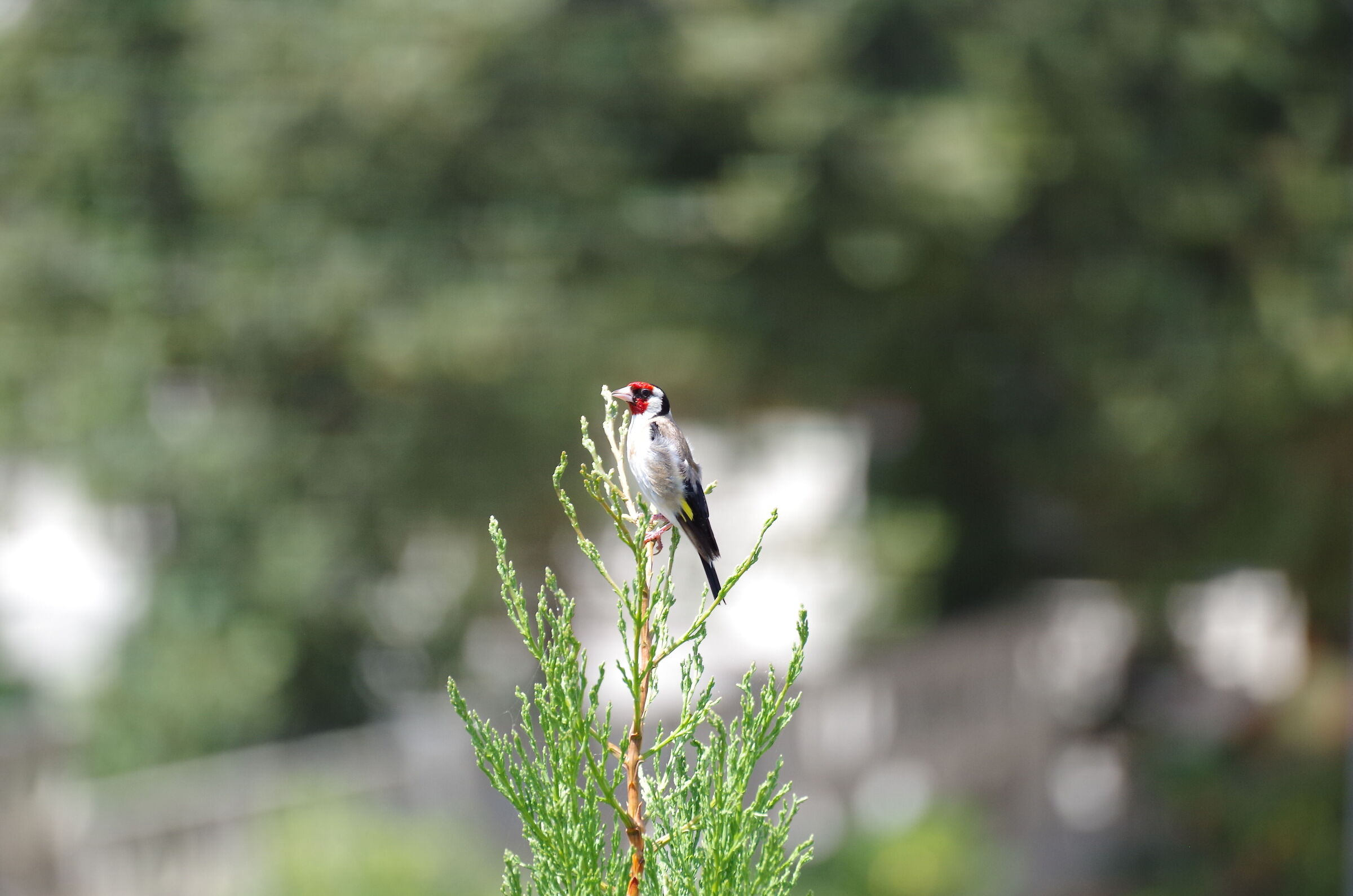 Bird of which I do not know the species D