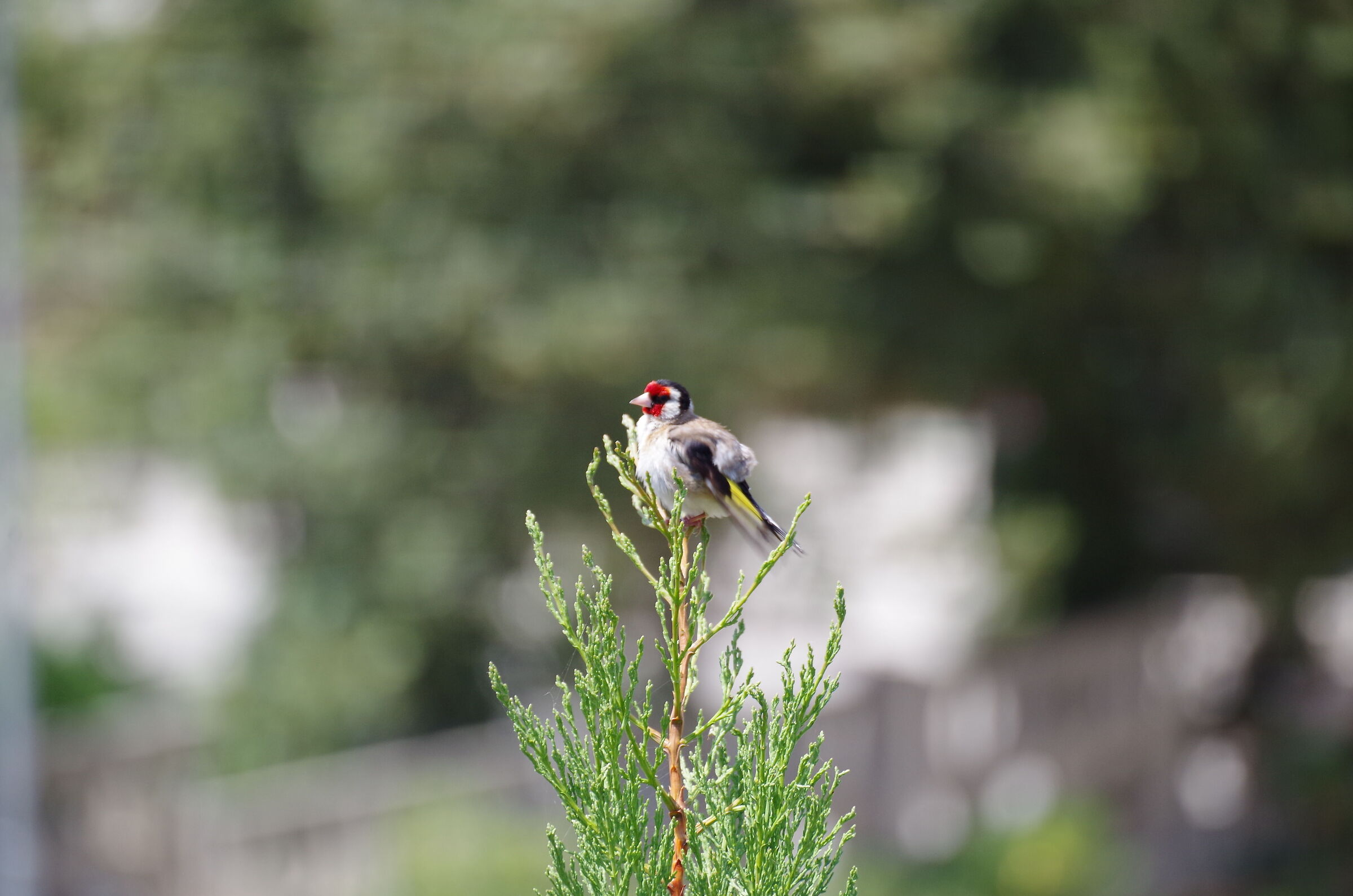 Bird of which I do not know the species E