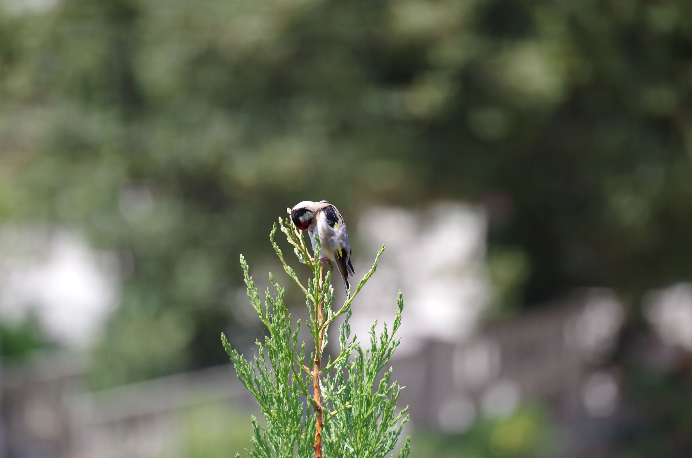 Bird of which I do not know the species F