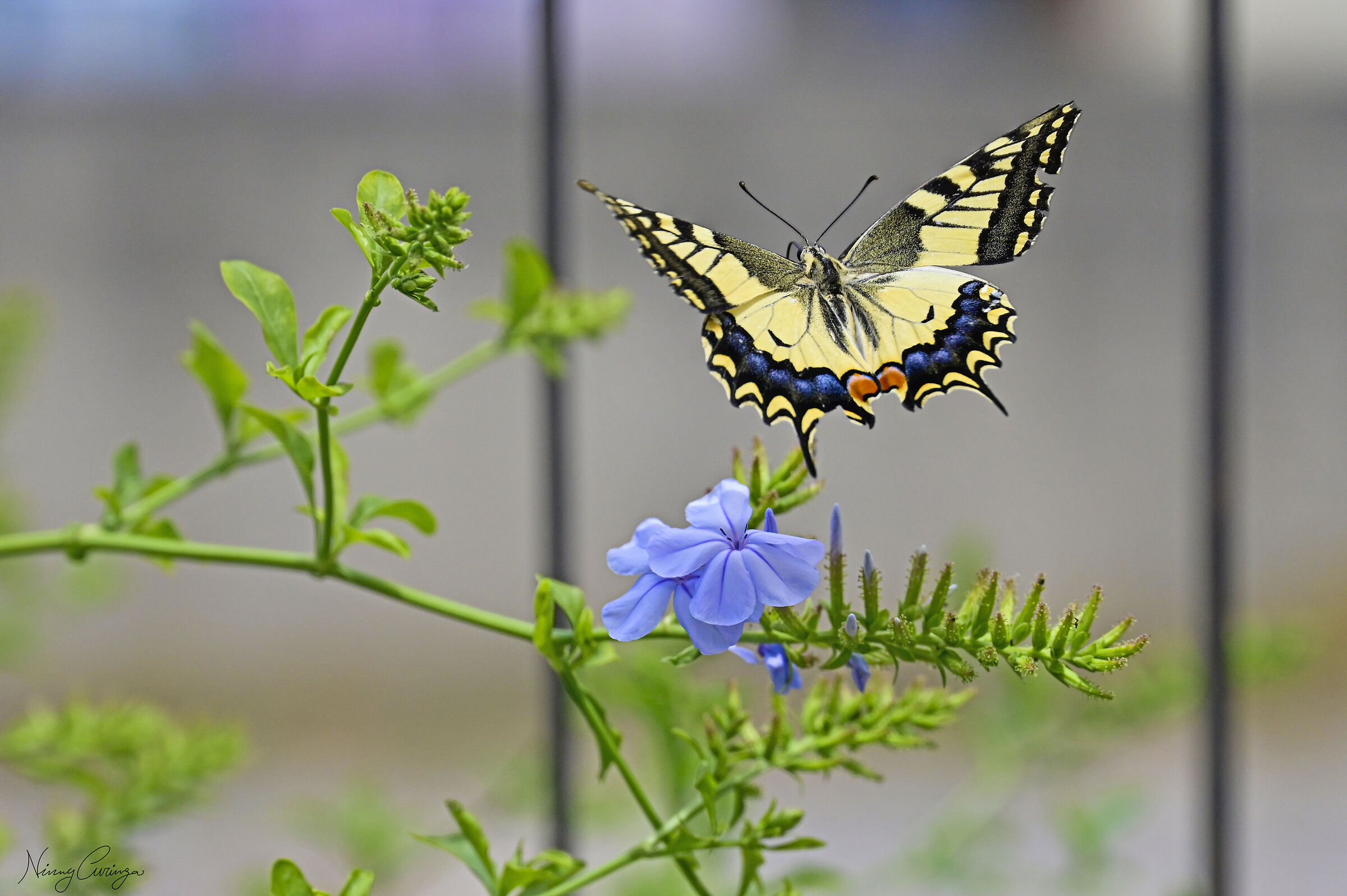 Papilio machaon