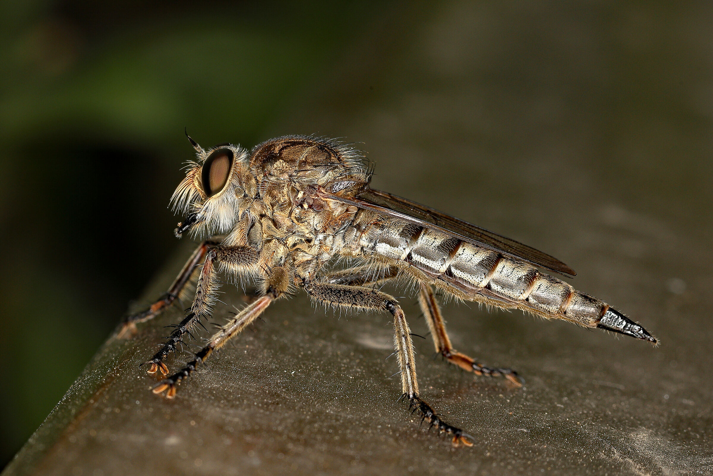 Asilidae