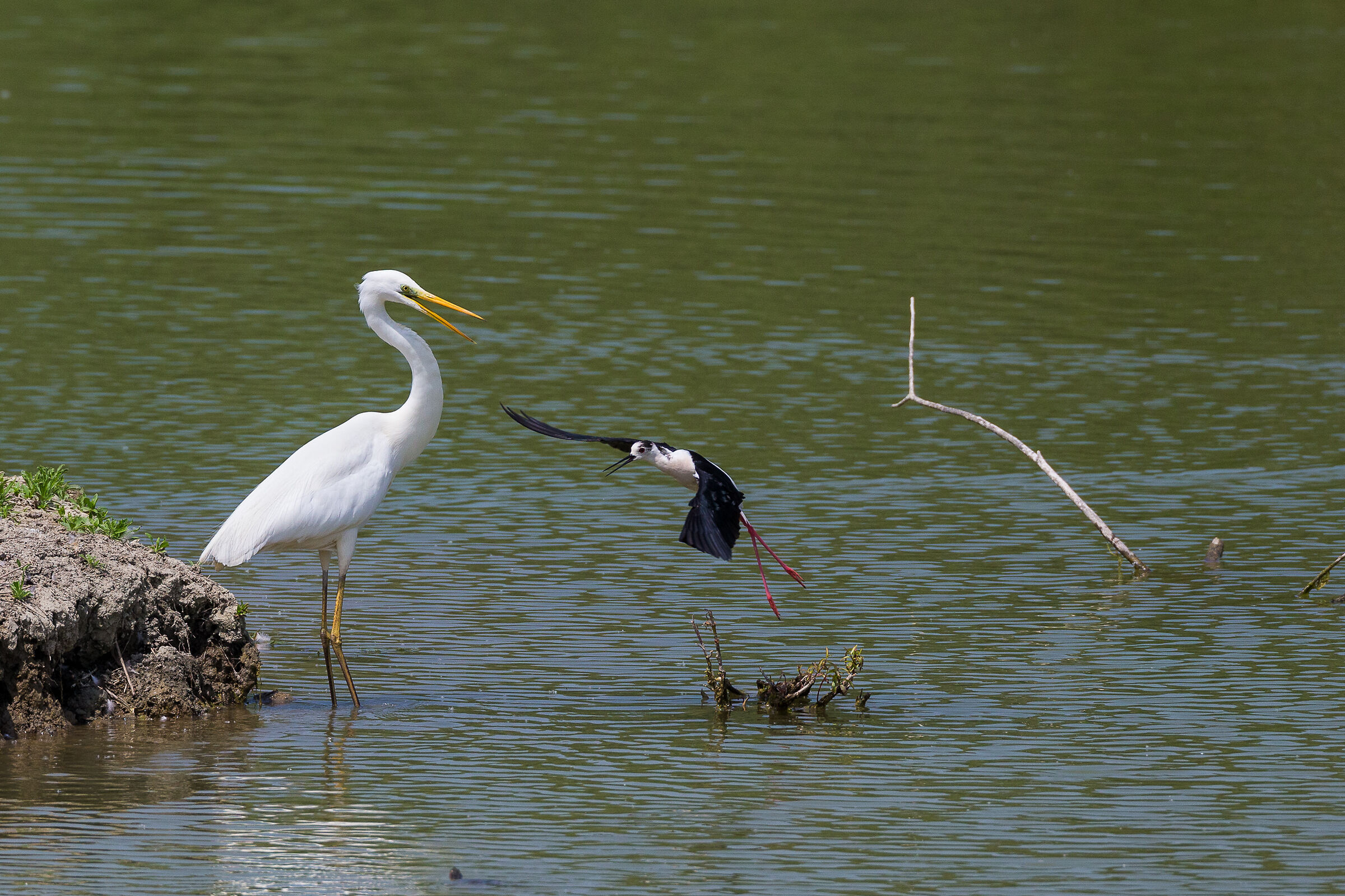 The Giant and the Child