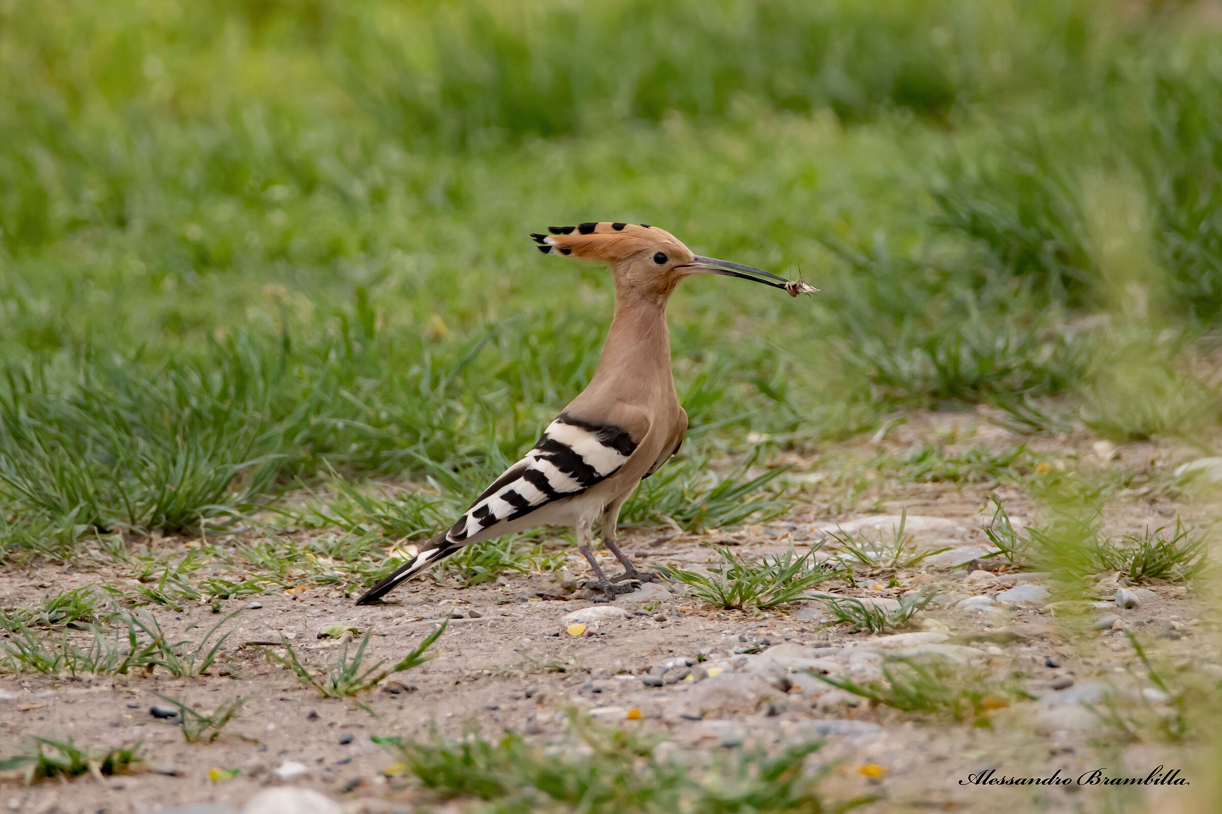 Hoopoe