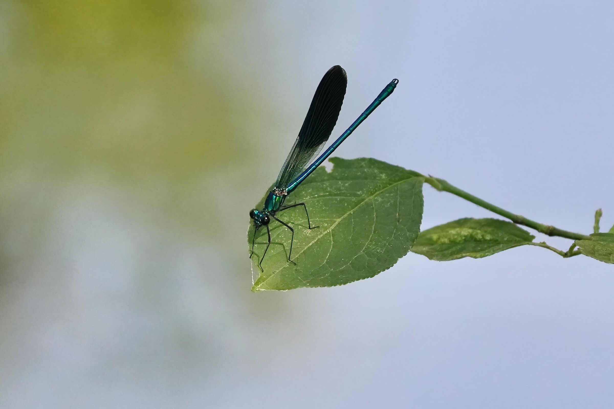 dragonfly