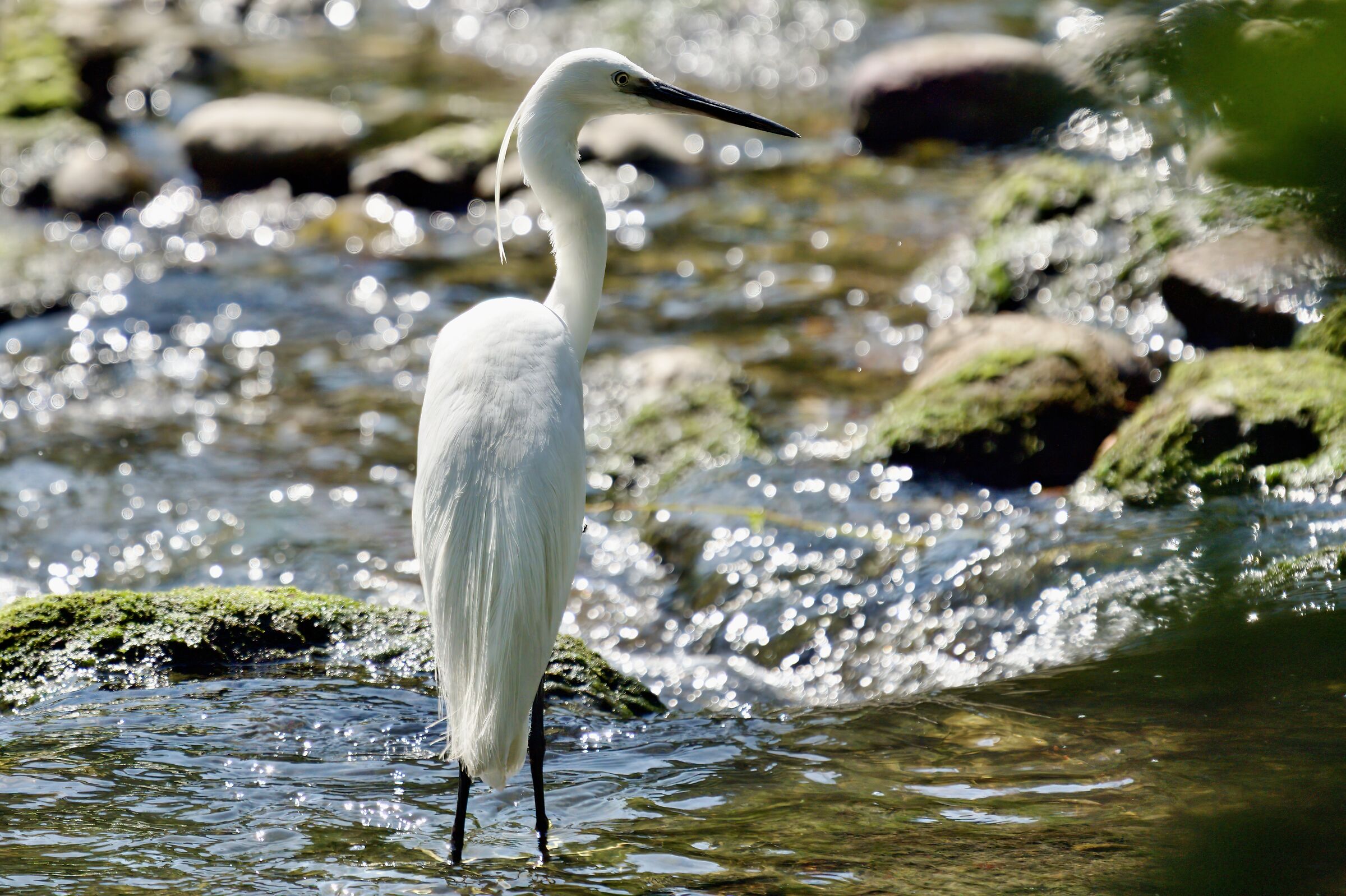 Egret