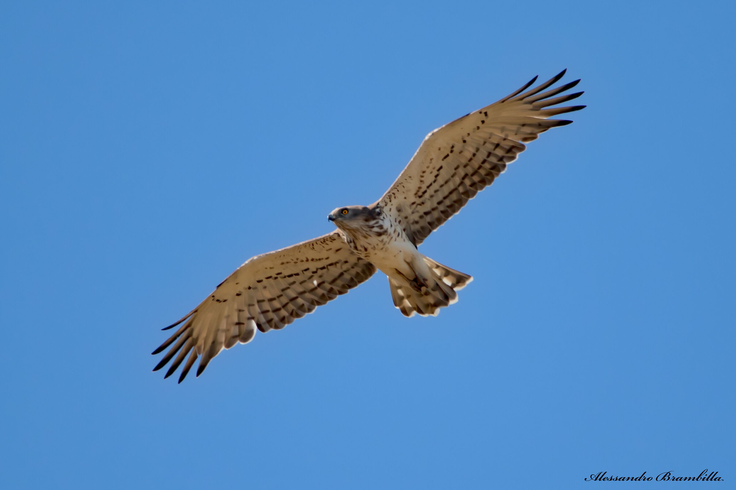 Harrier eagle