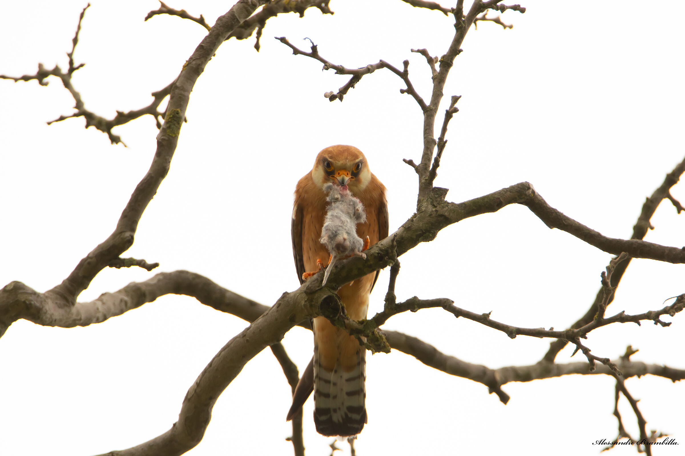Cuckoo hawk with prey