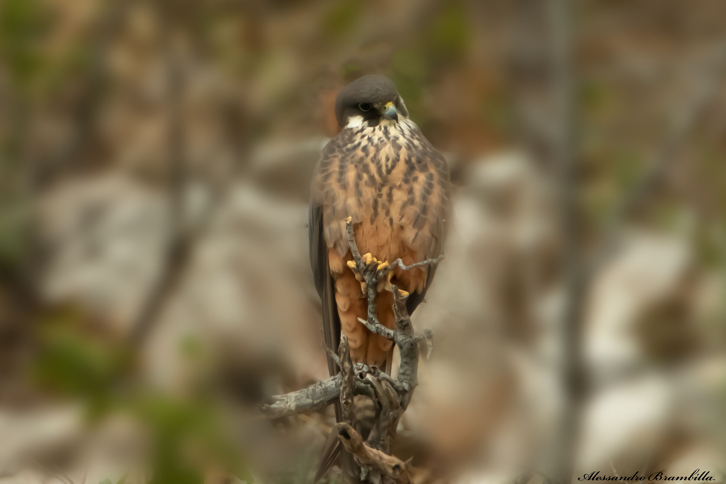 Queen's Falcon