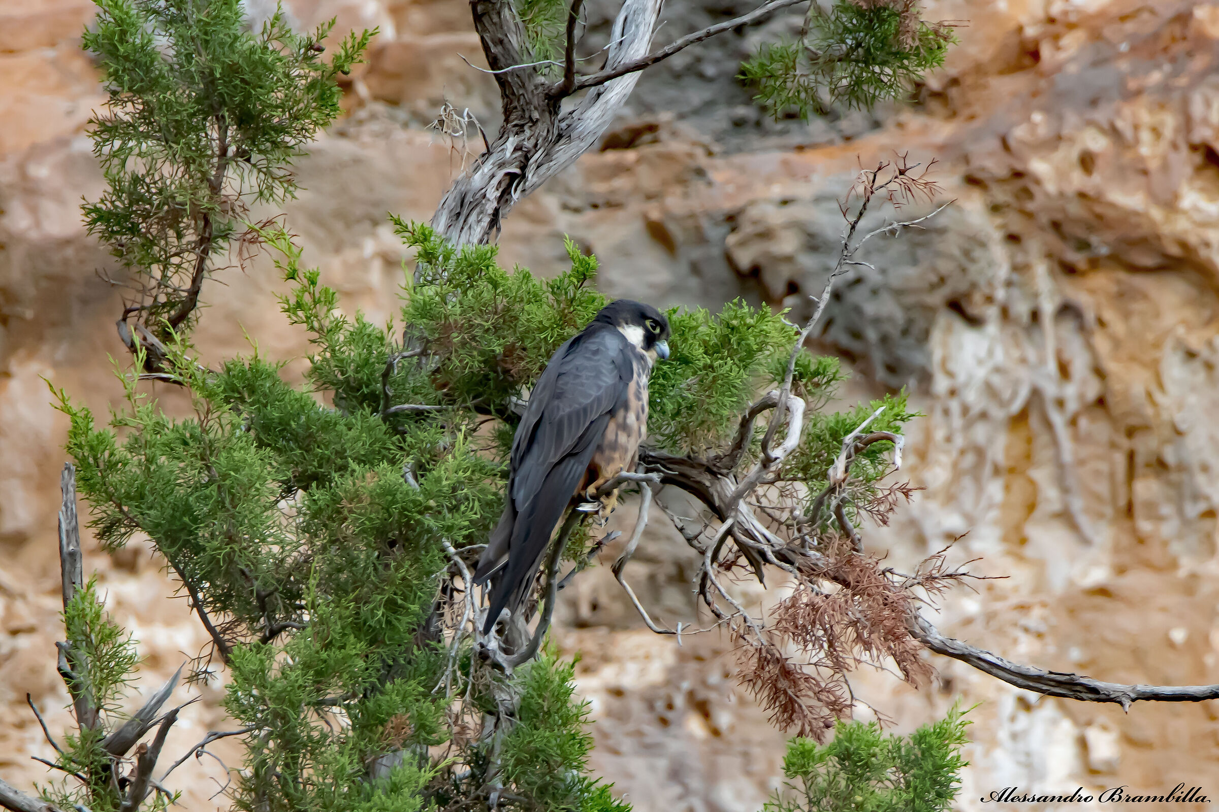 Queen's Falcon