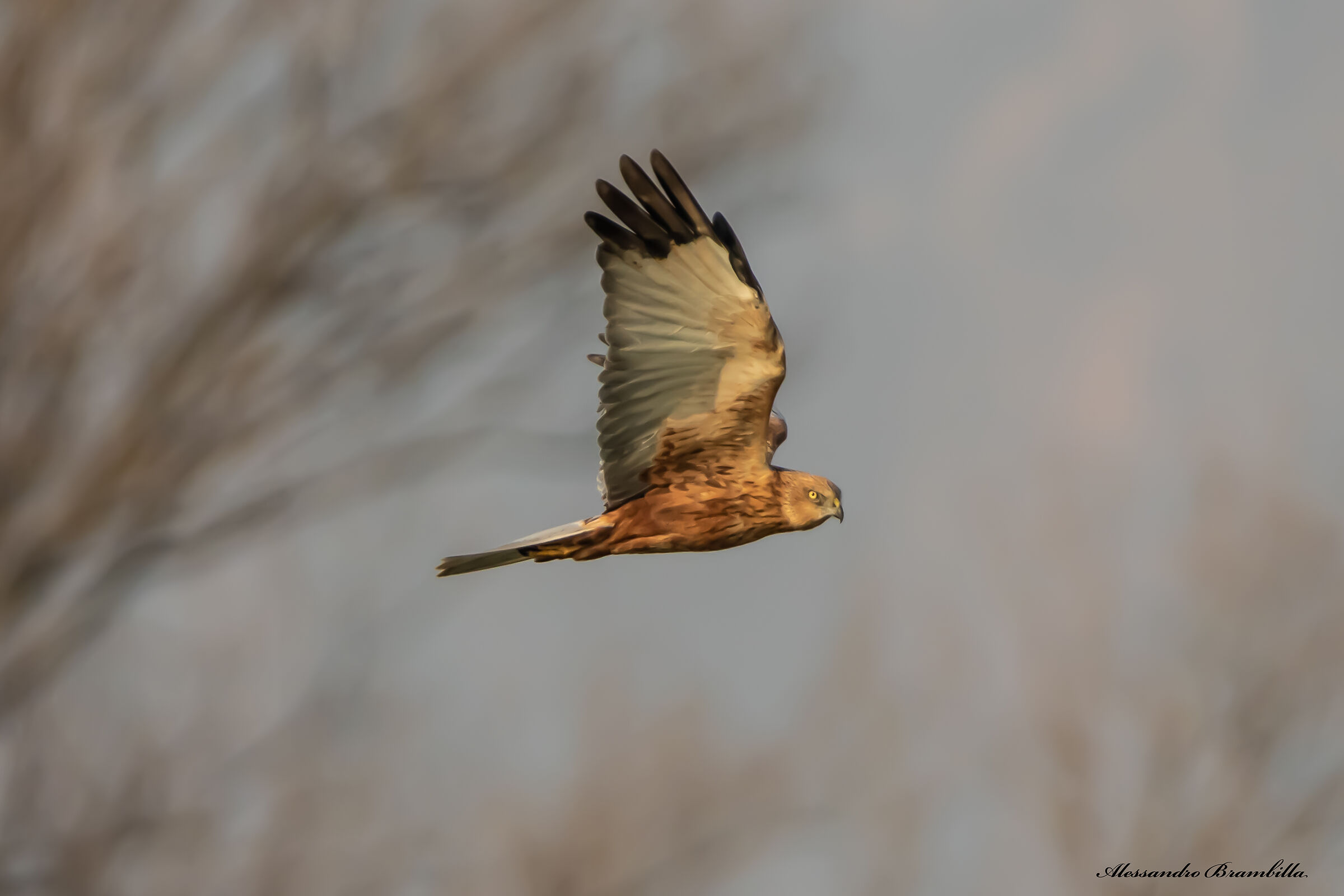 Marsh falcon