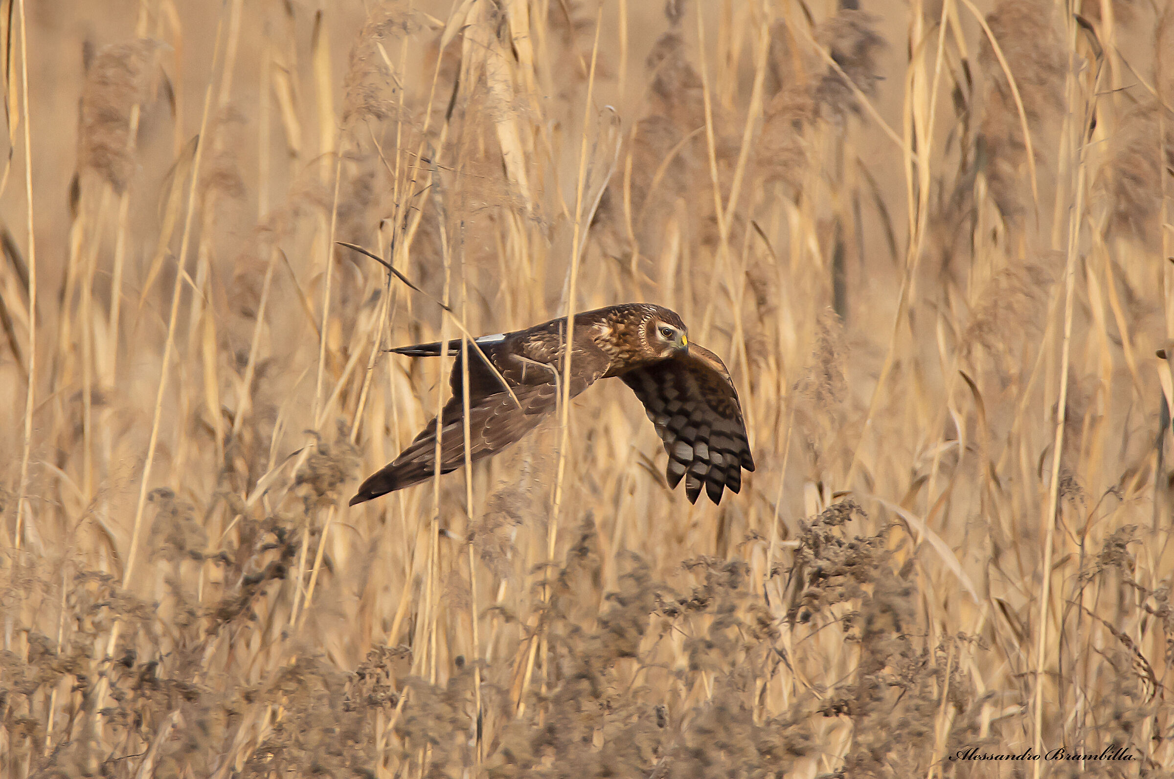 Hen harrier