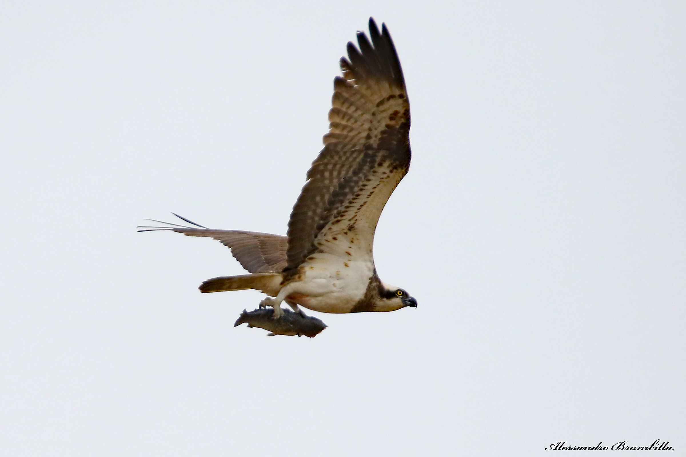 Osprey