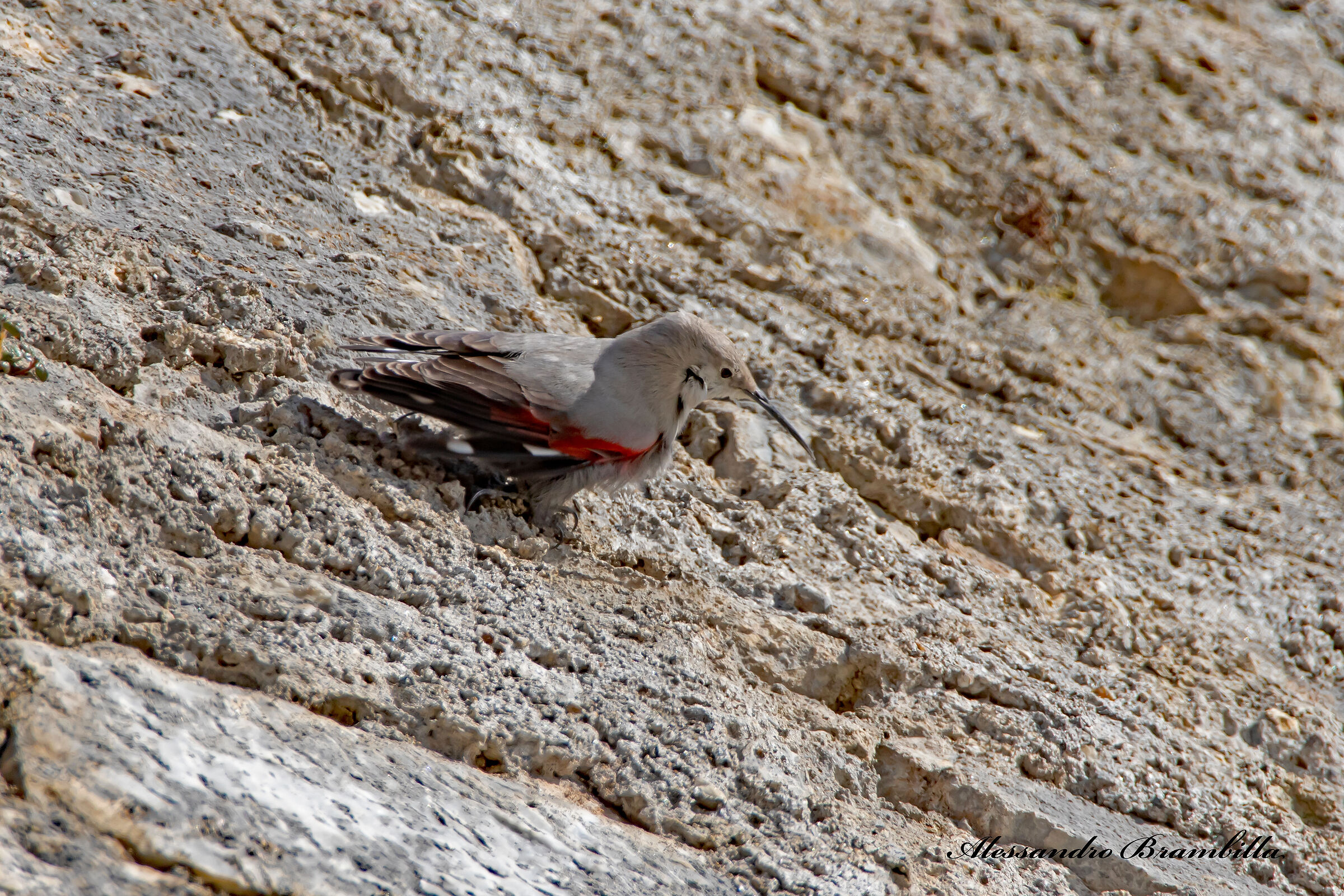 Woodpecker