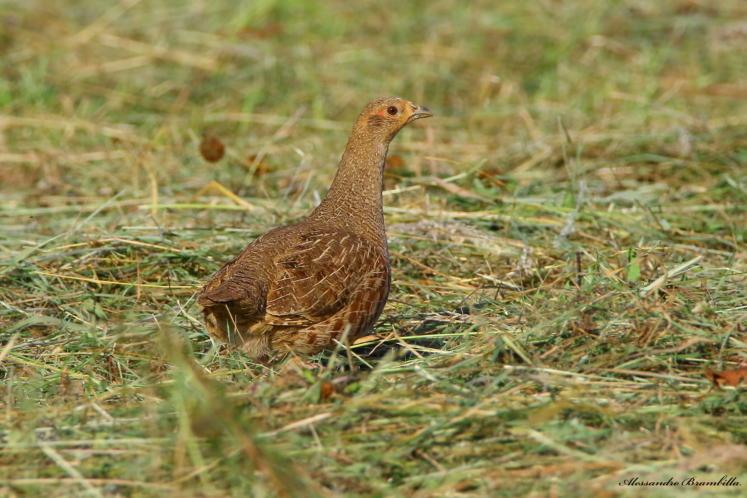 Partridge