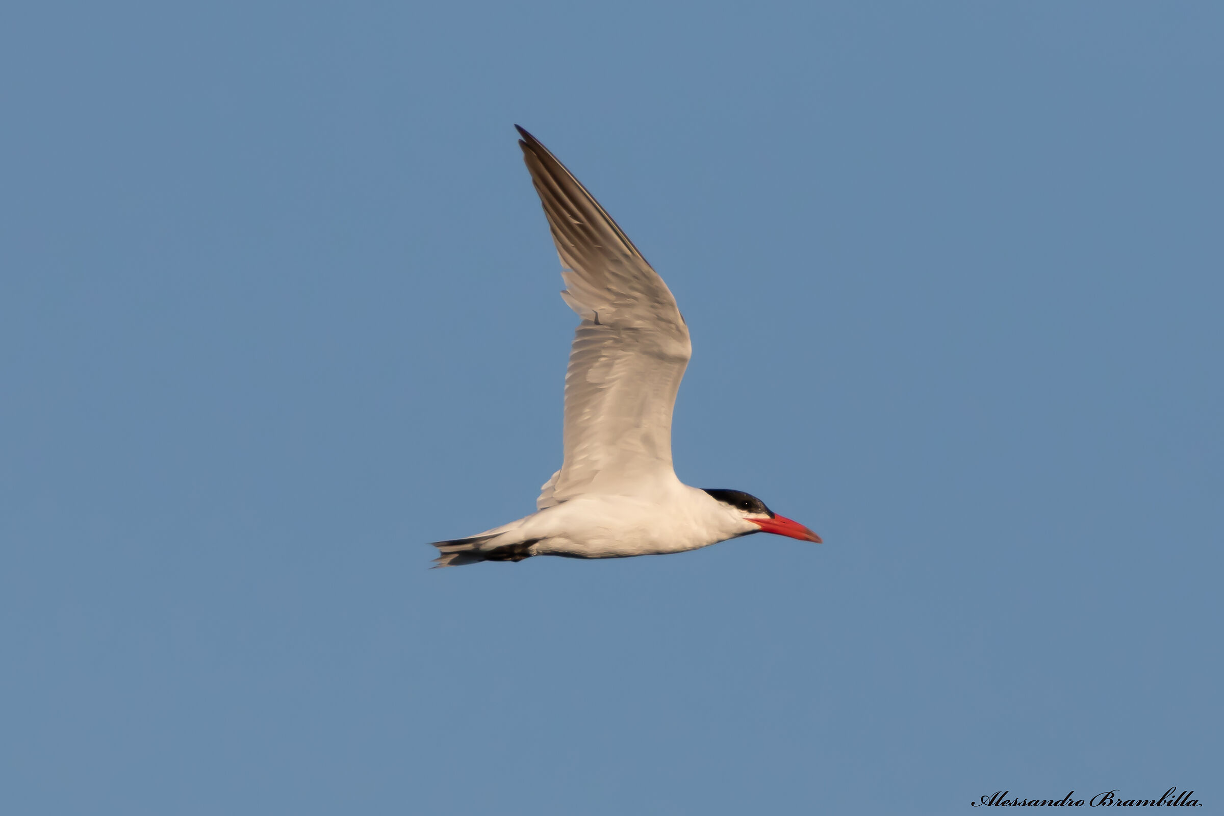 Major tern