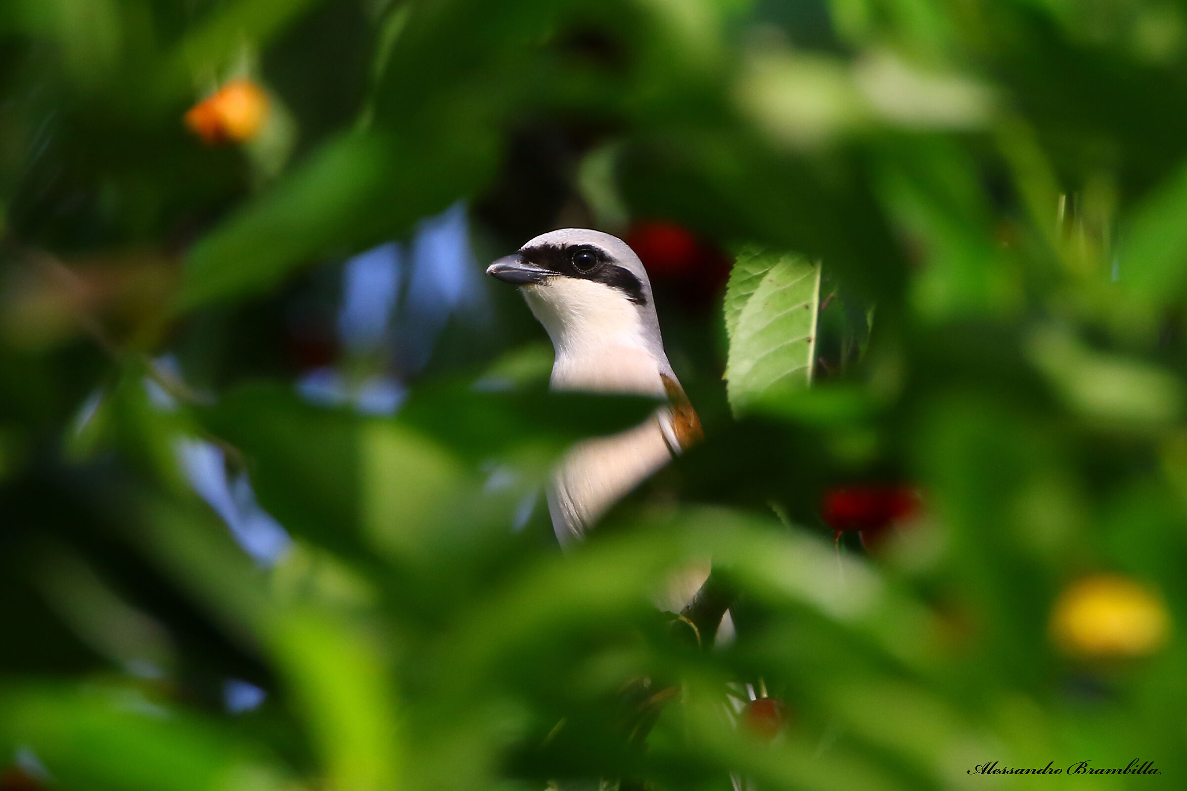 Red-backed shrike