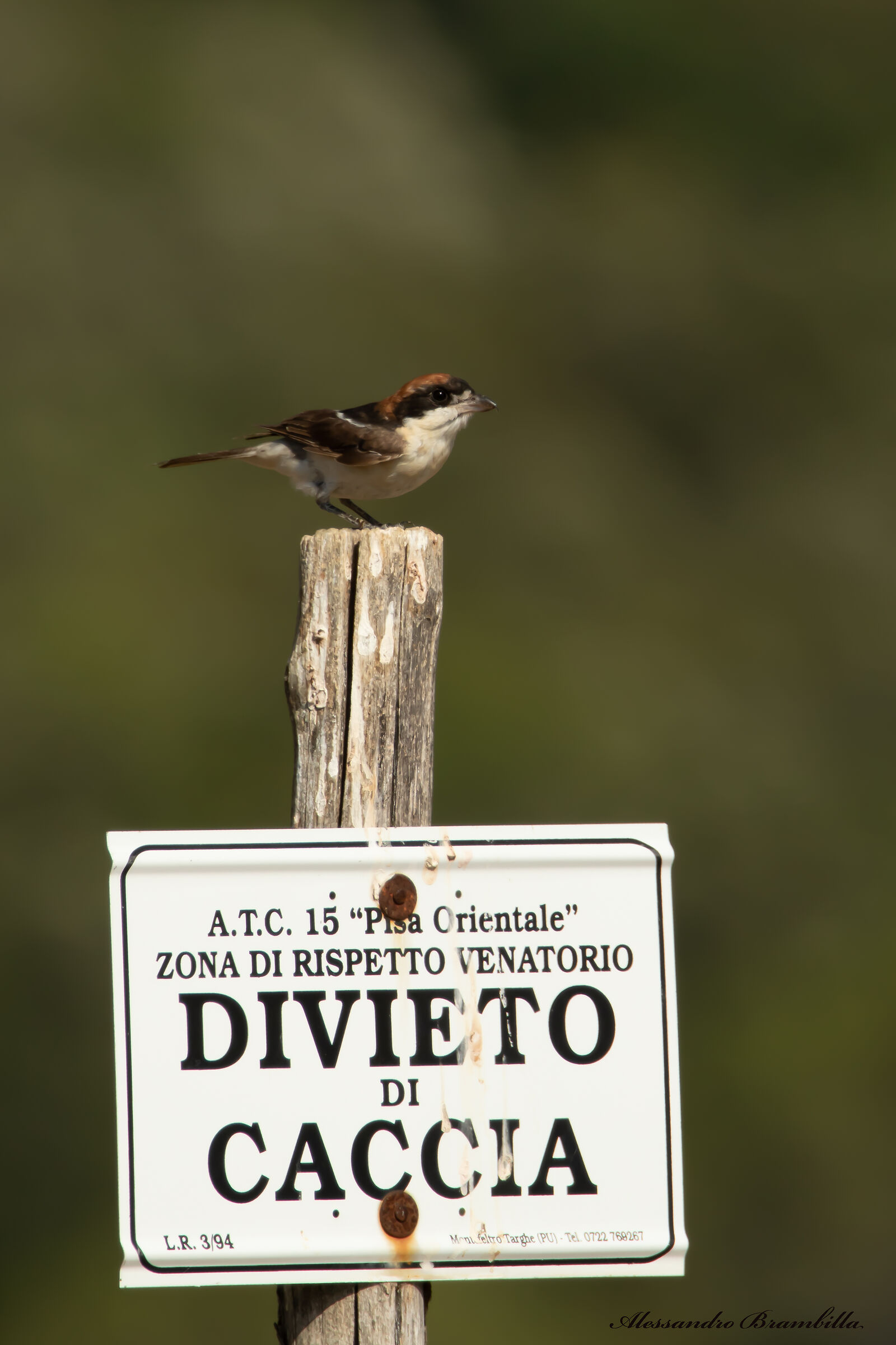 Woodchat shrike