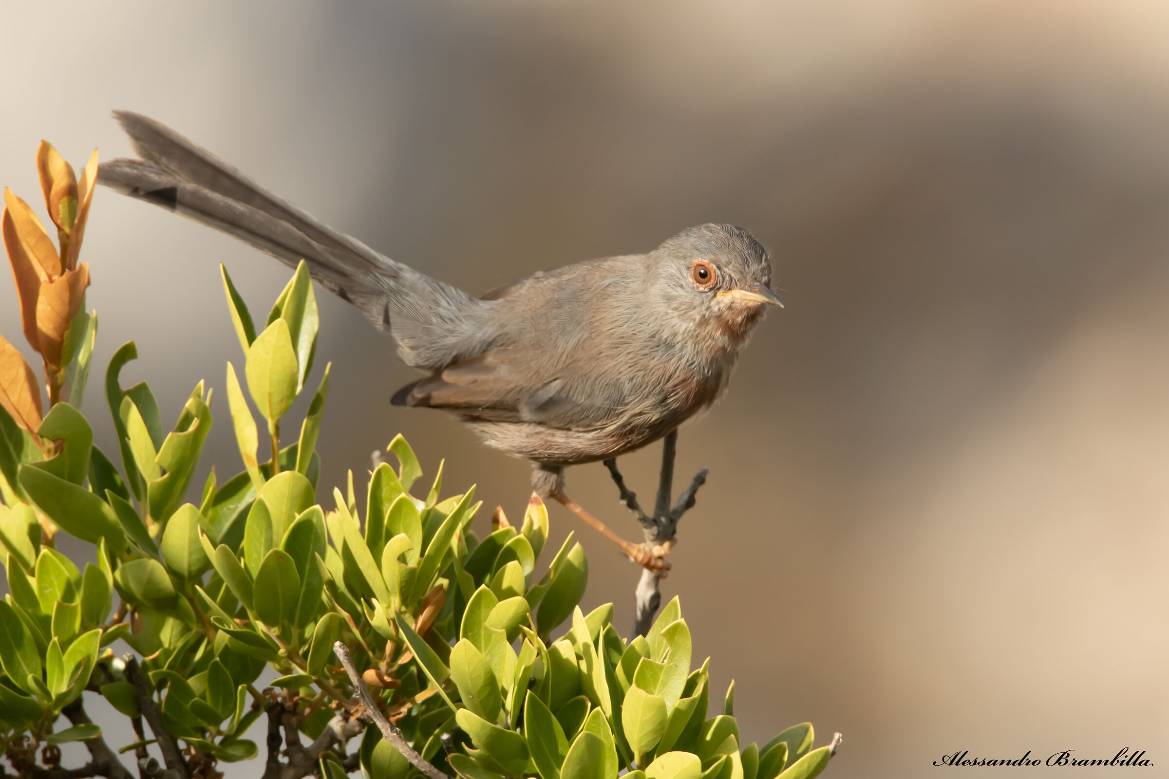 Dartford warbler
