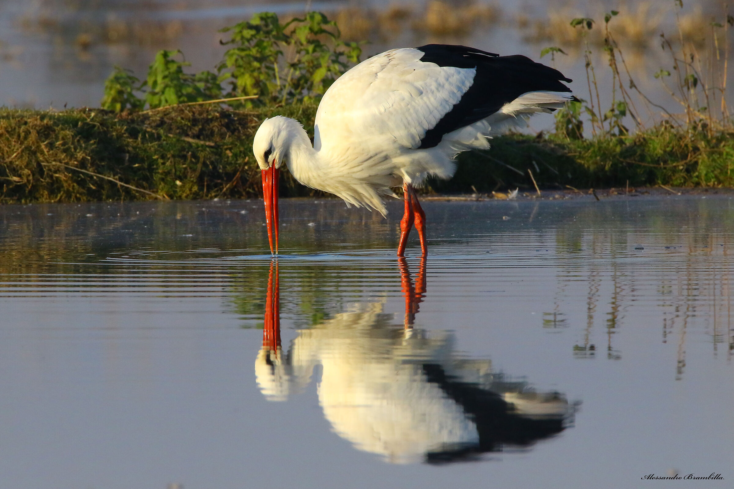 Reflection