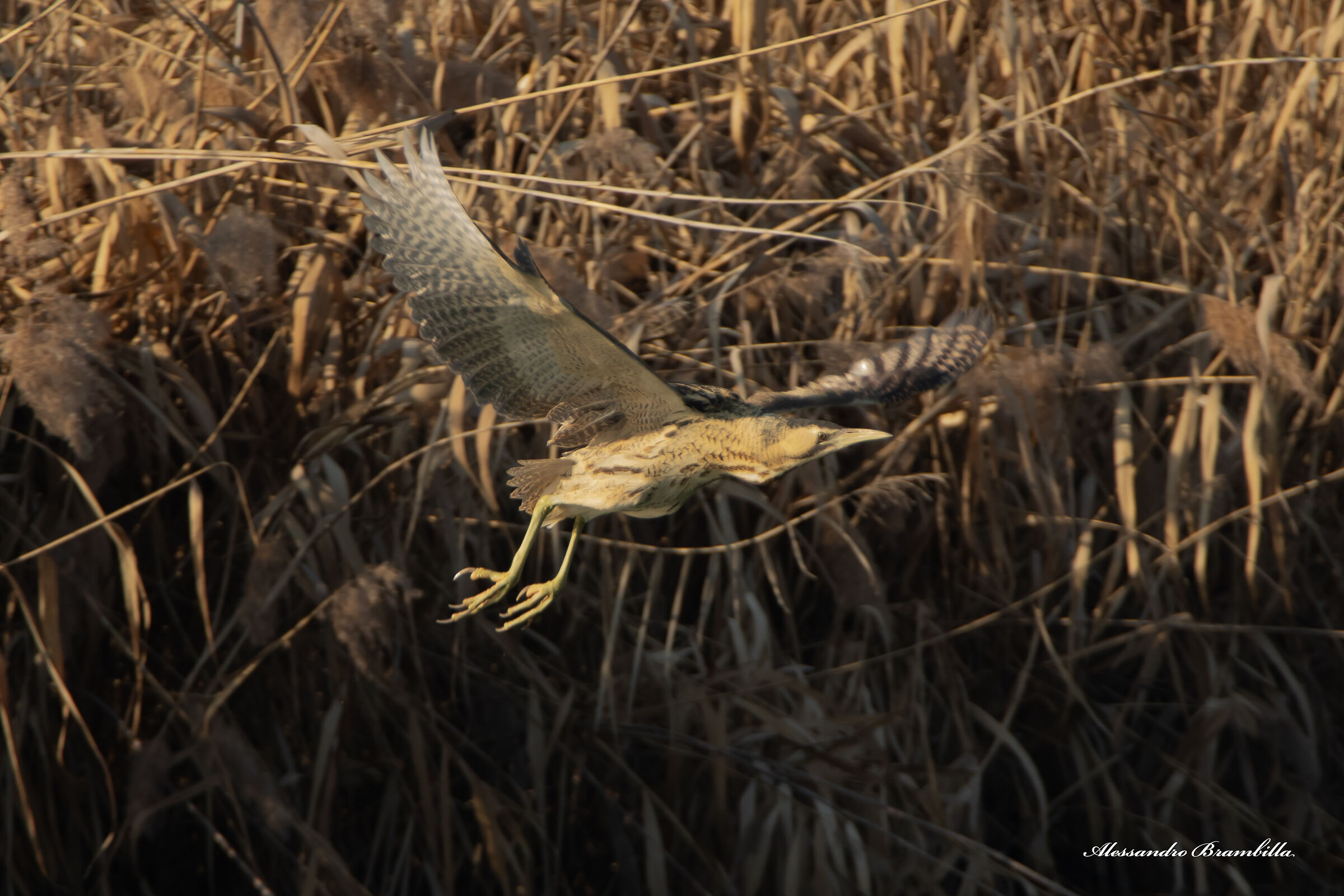 Bittern