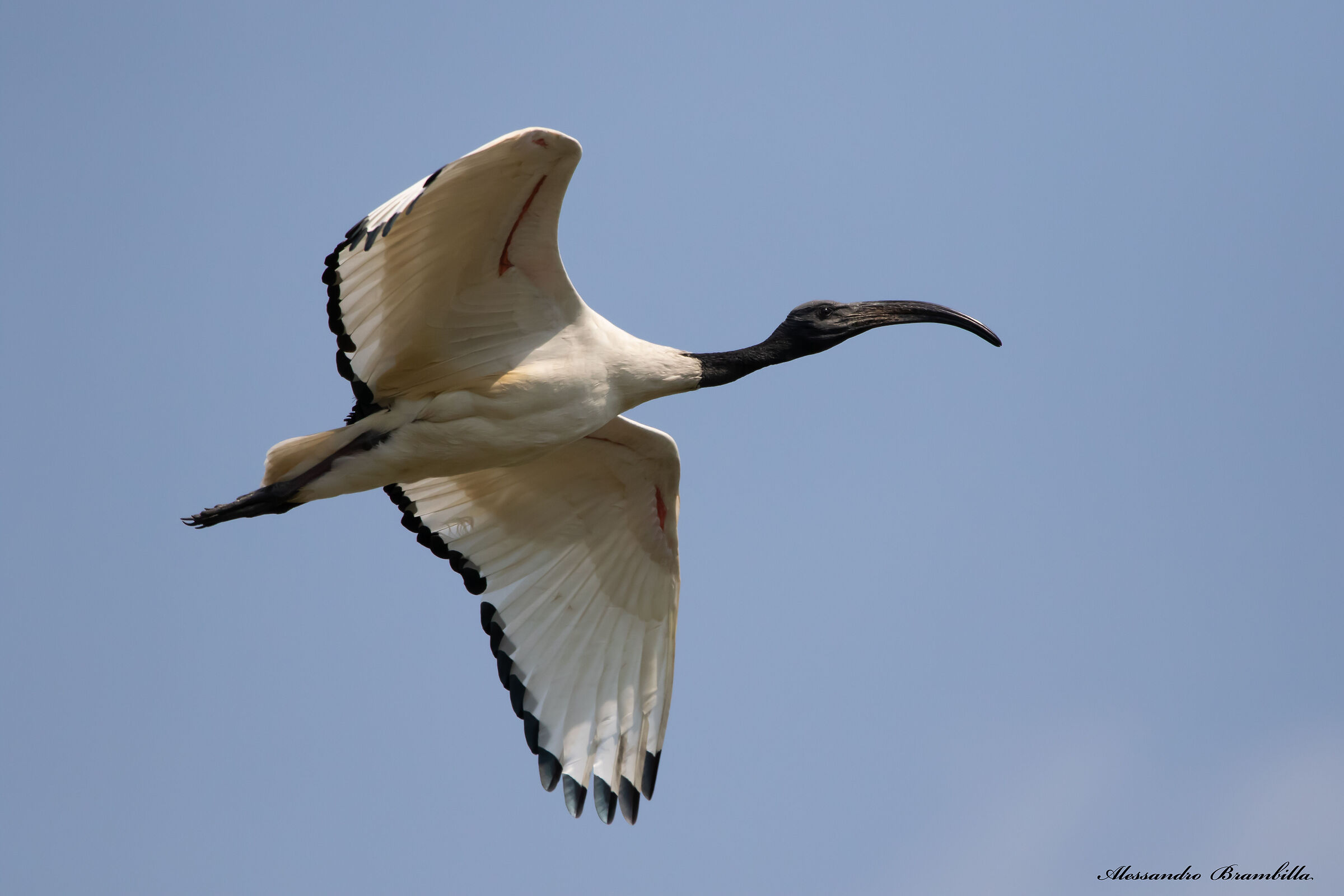 Ibis