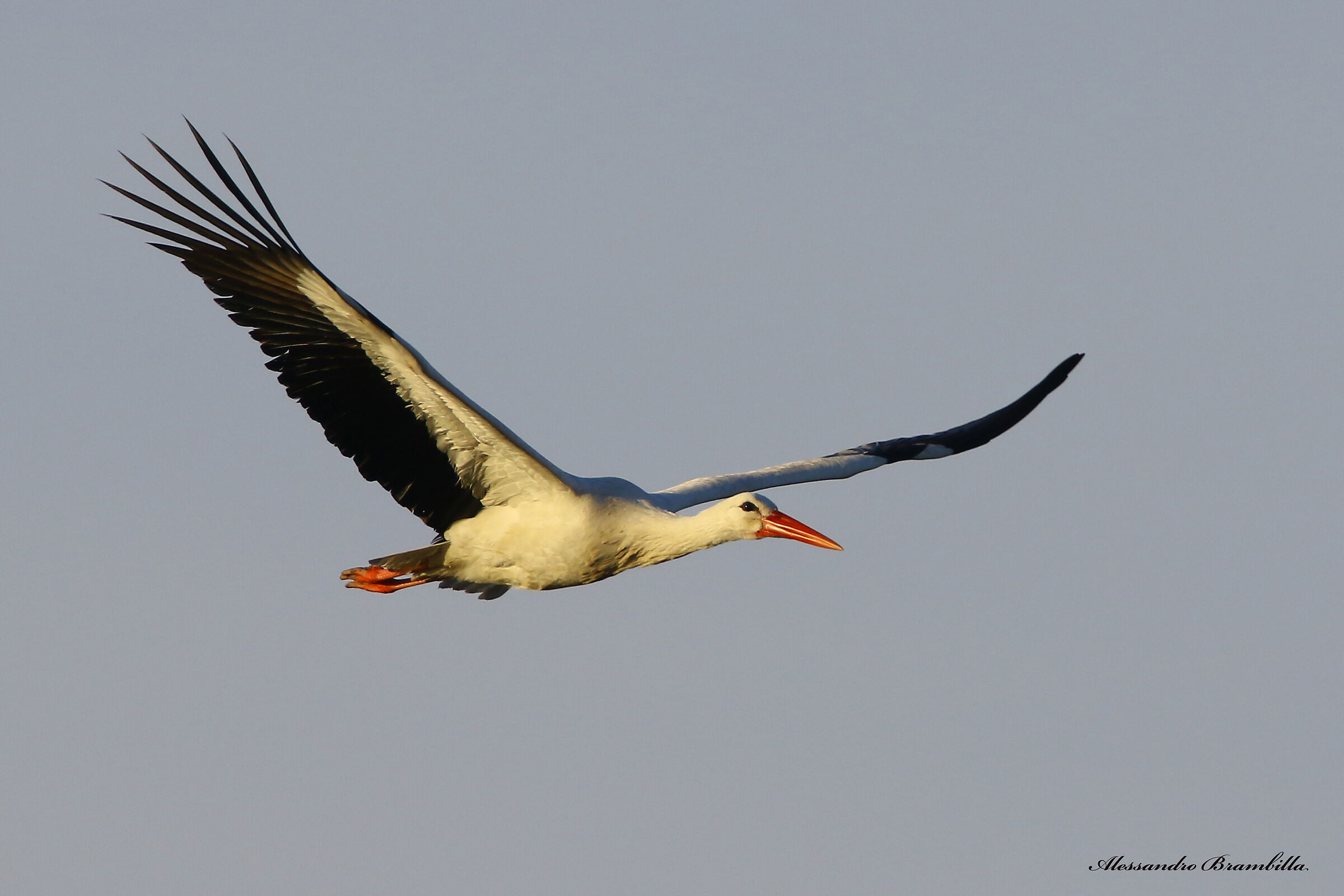 Stork