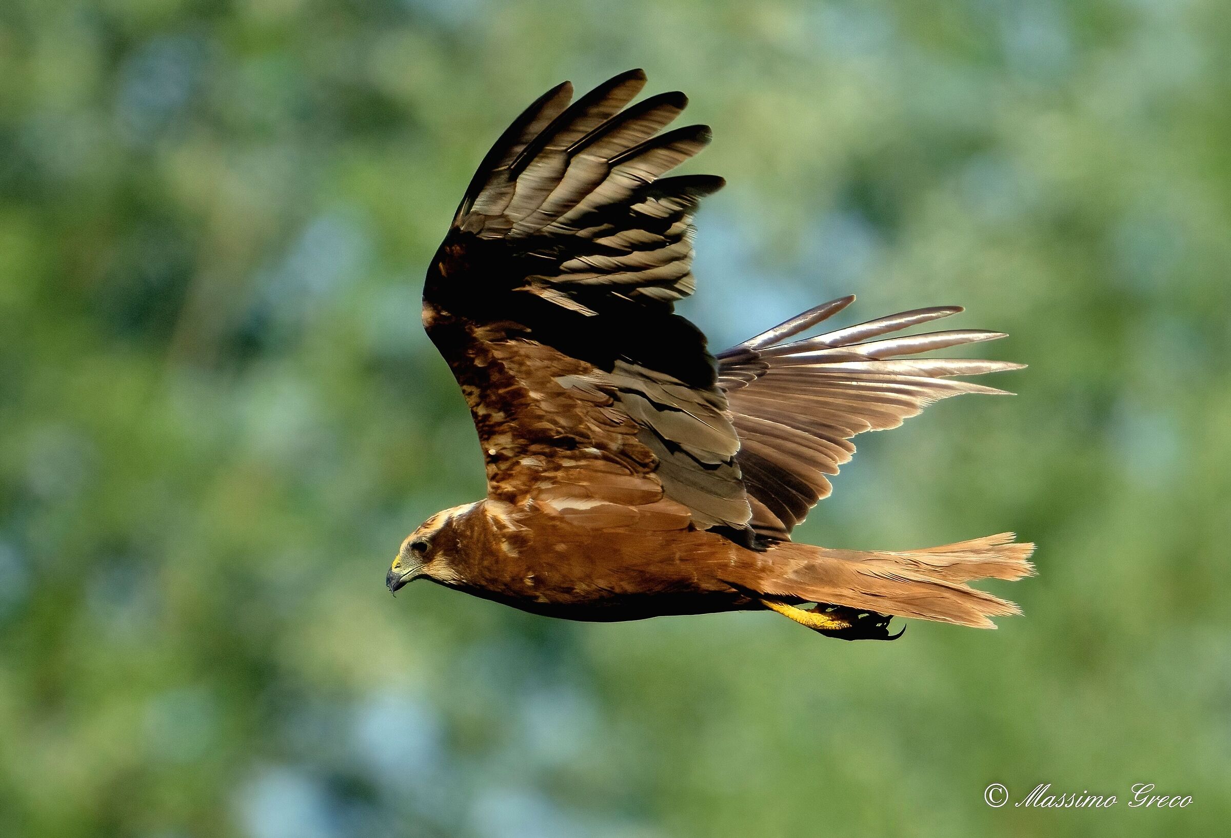 Falco di palude (Circus aeruginosus) femmina