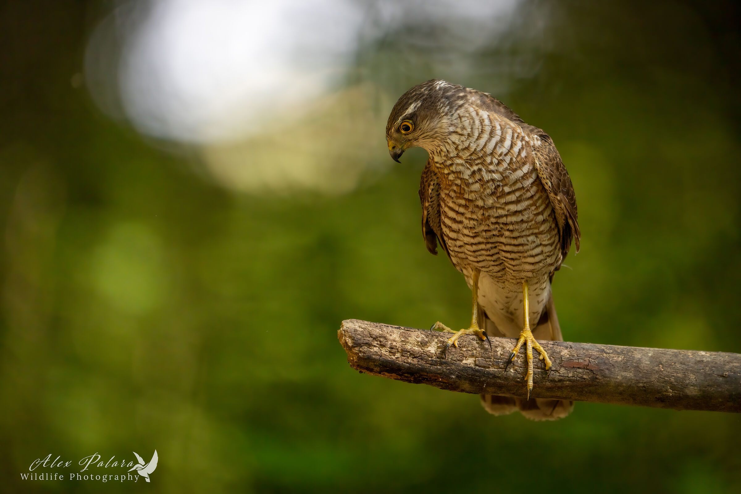 sparrowhawk posing