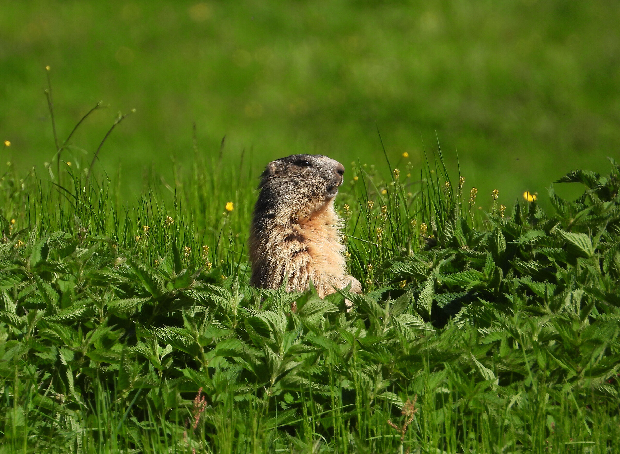 marmotta in val Formica
