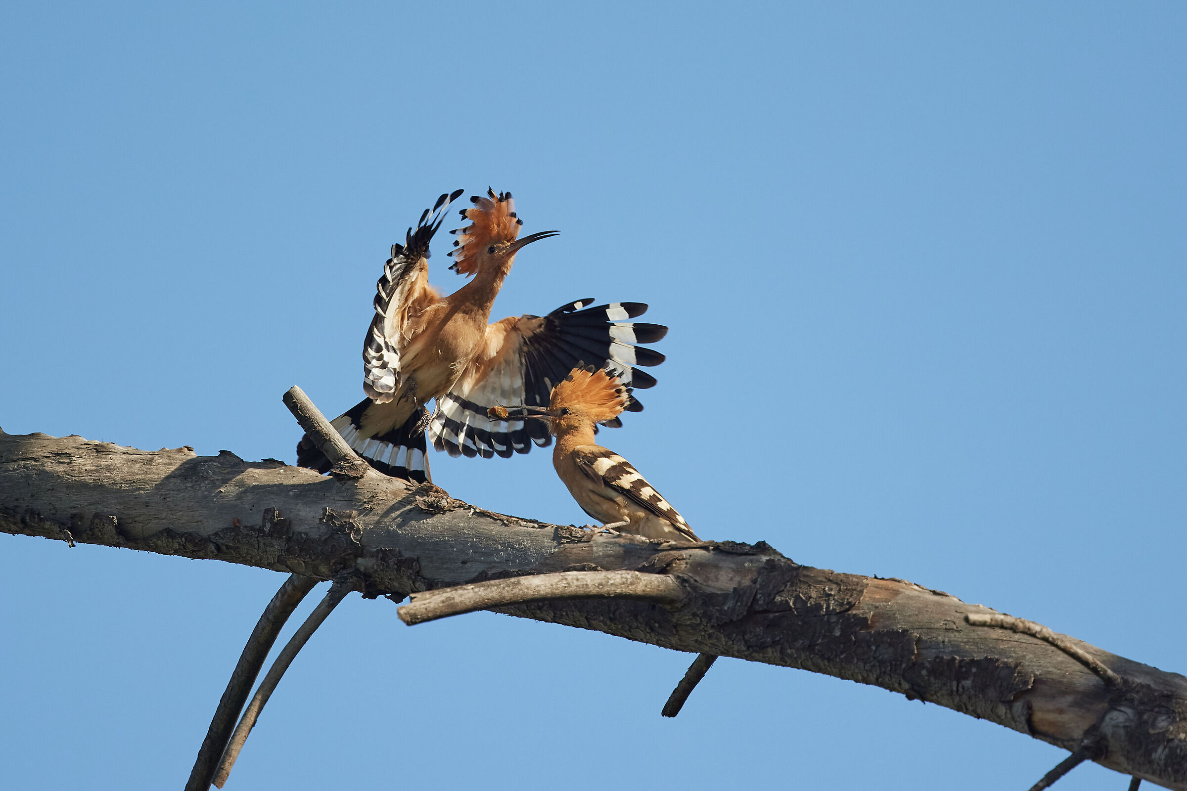 Hoopoe with the little one