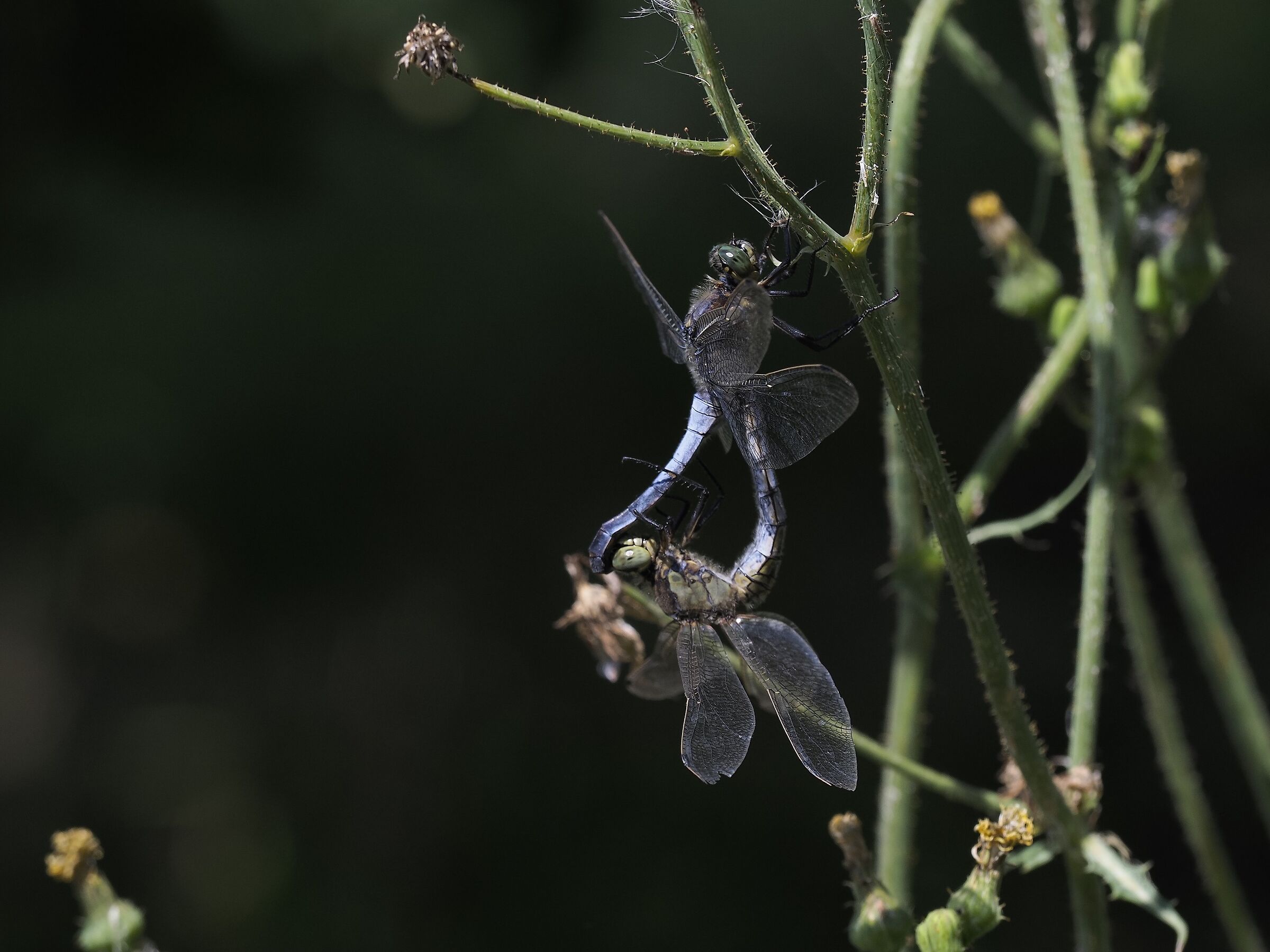 Ho, ho..... dragonflies in "love"....