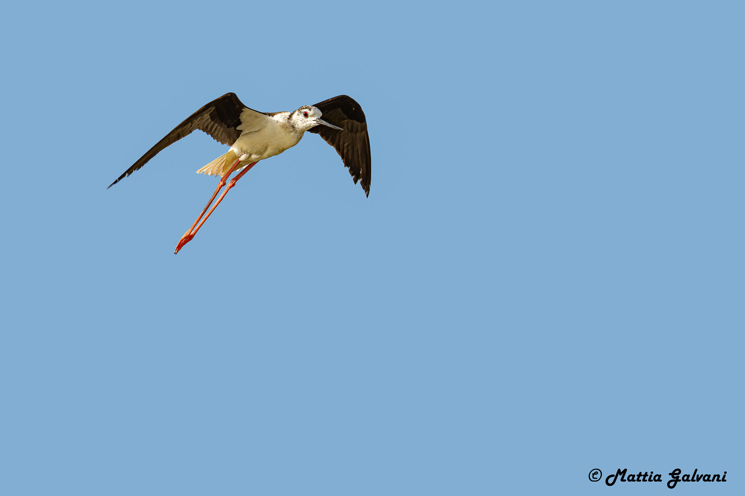 Cavaliere d'Italia in volo