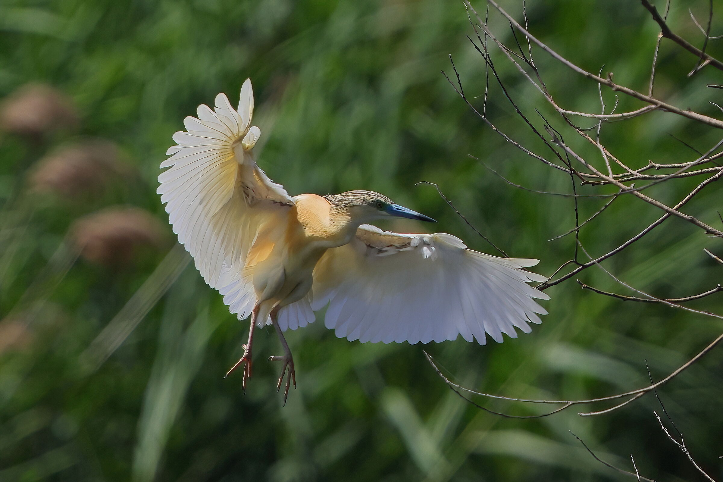 Squacco heron