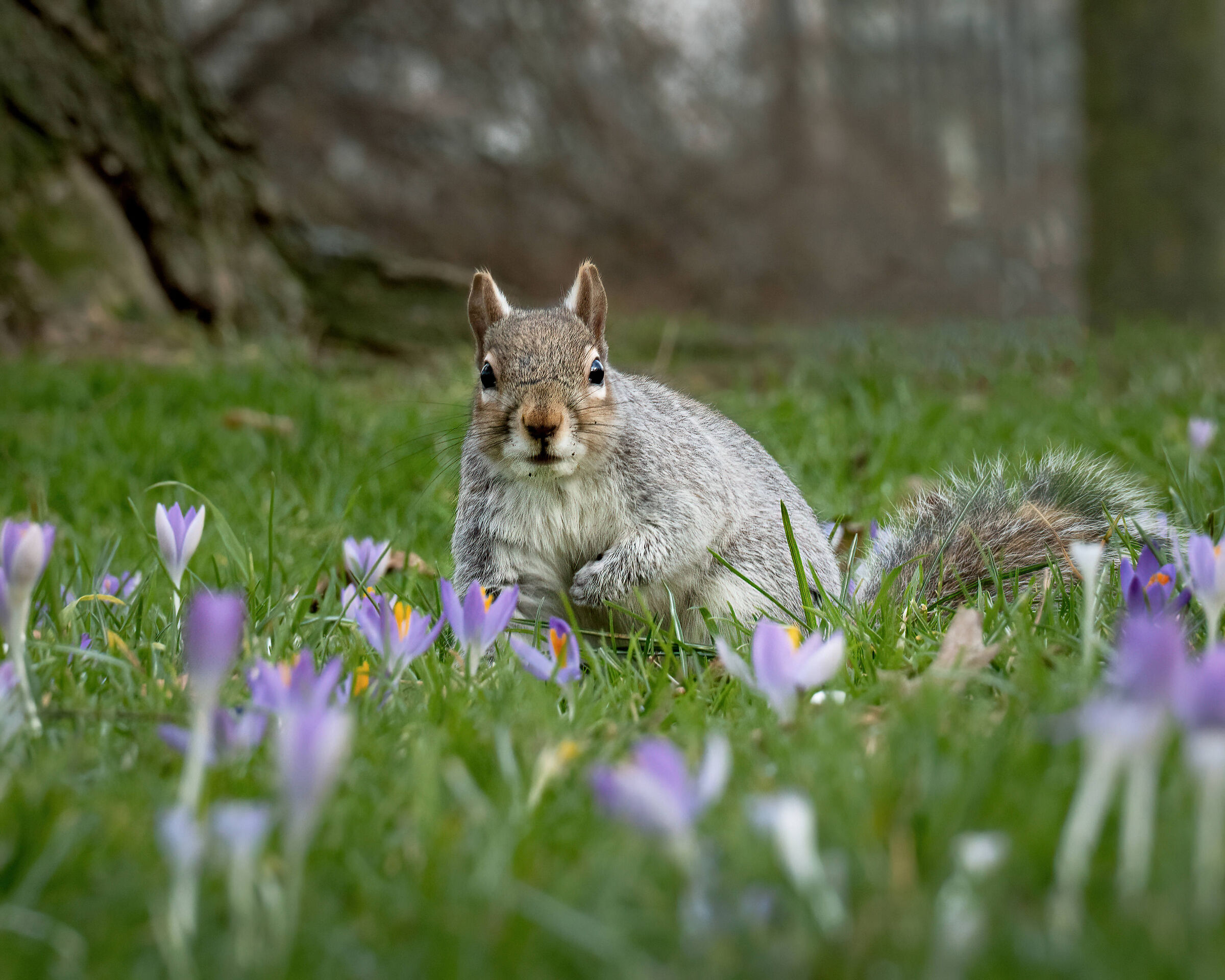 North American gray squirrel on purple flowers