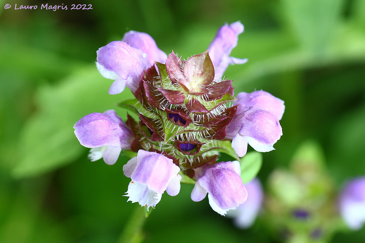 Prunella Volgaris