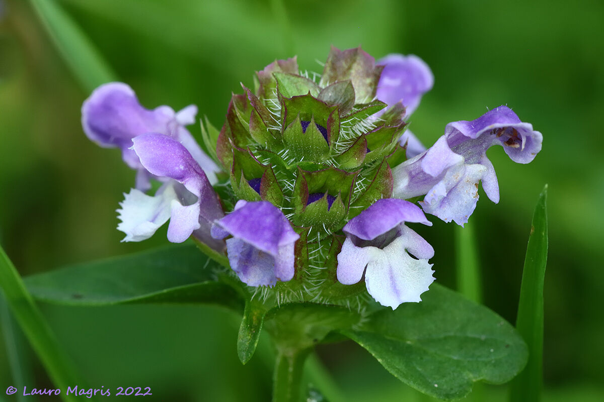 Prunella Volgaris (Brunella)