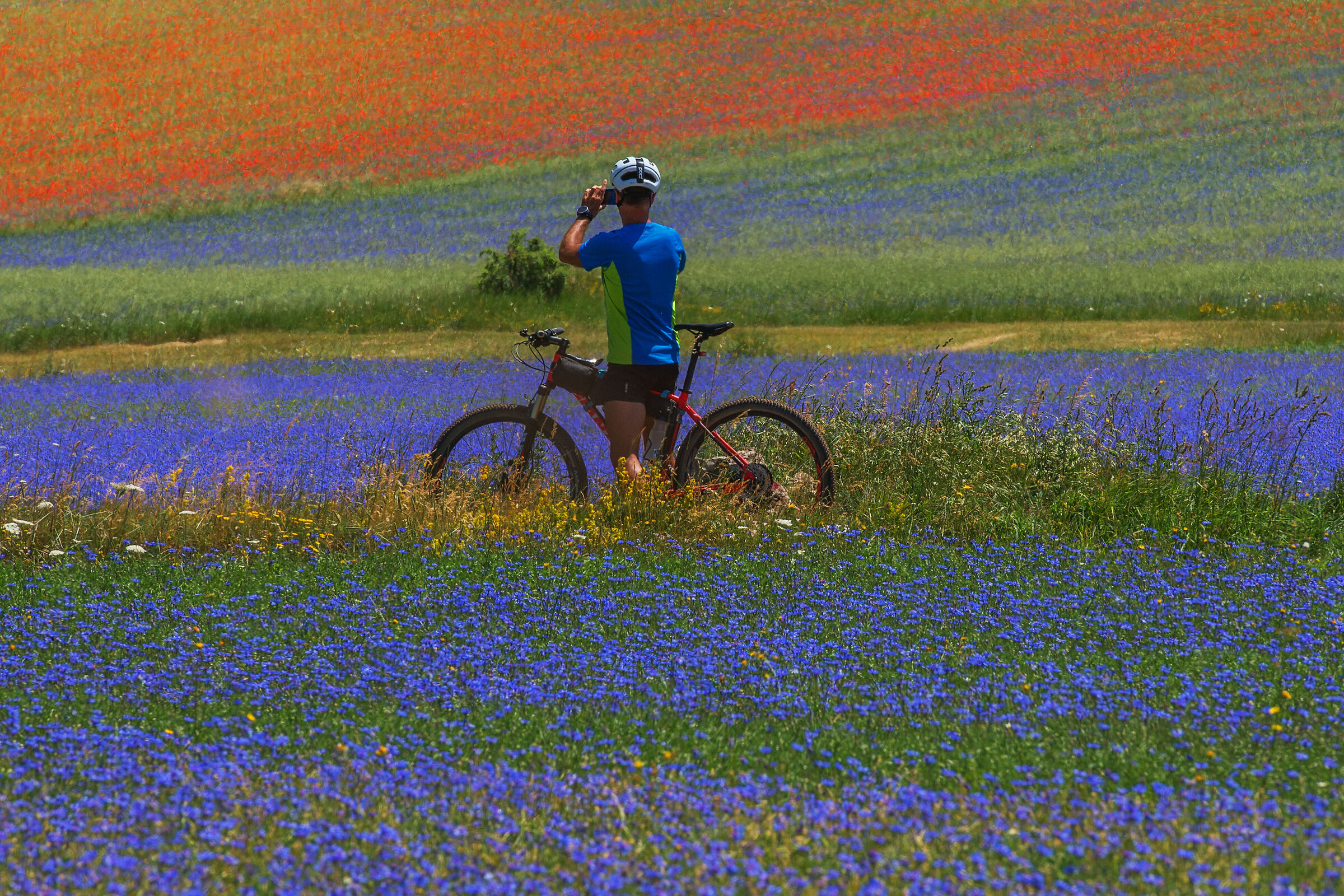 fotografando la fioritura