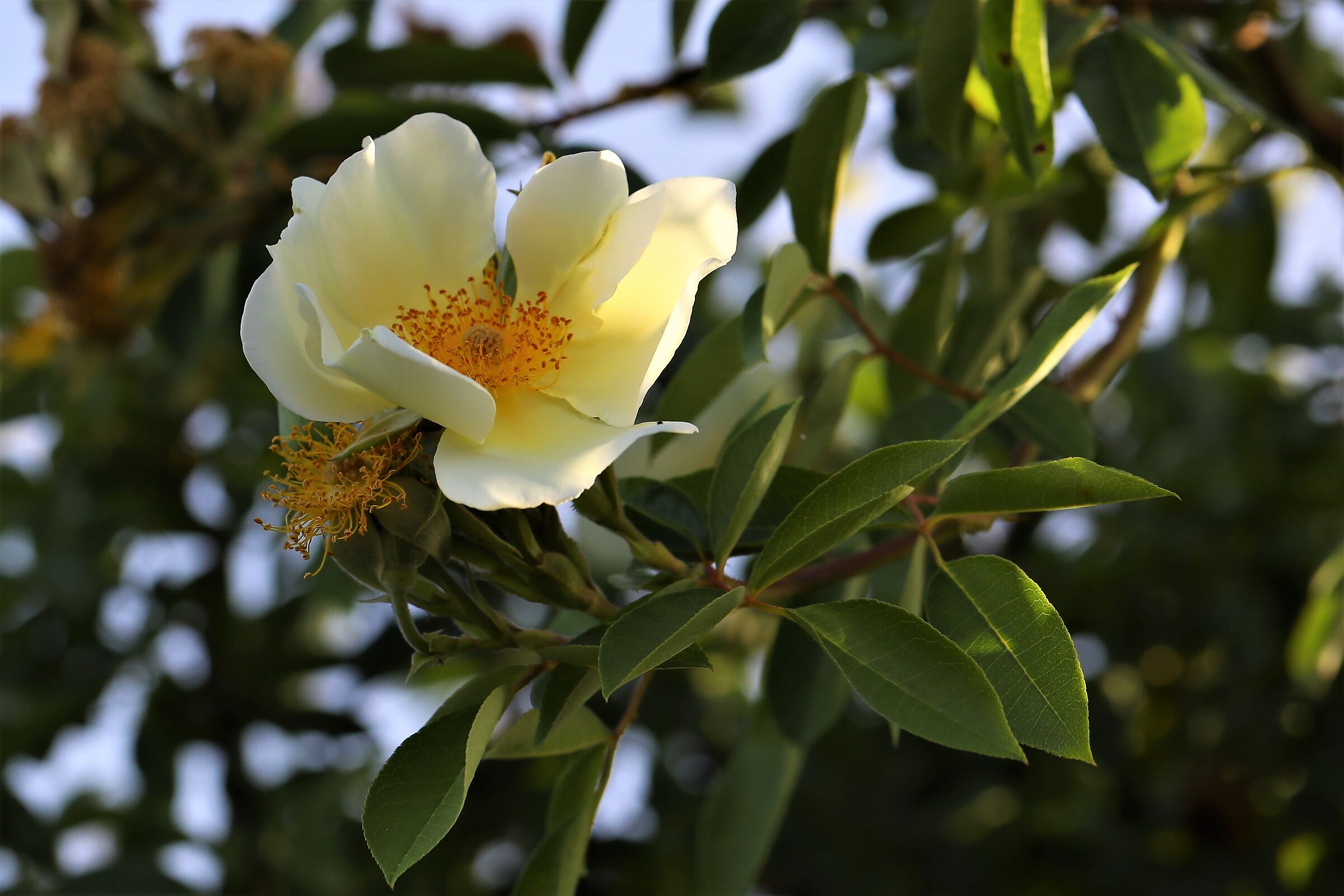 Rosellina rampicante 1