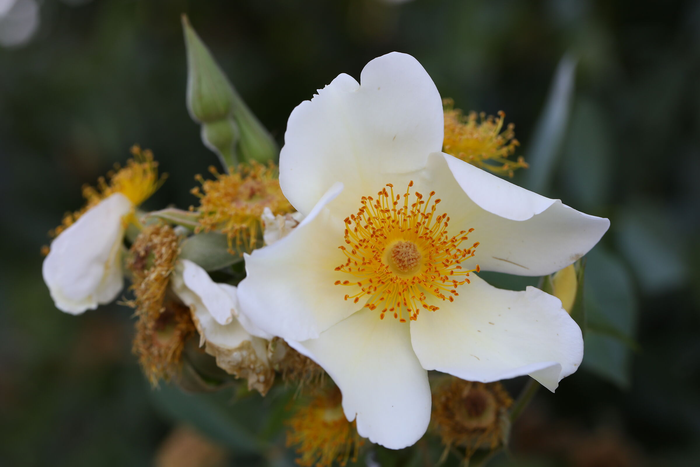 Rosellina rampicante 2